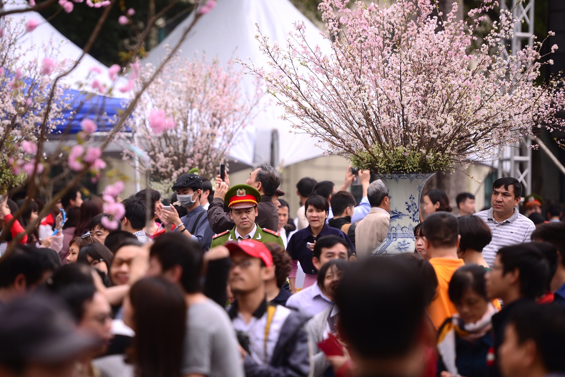 Hoa anh dao Nhat Ban anh 14