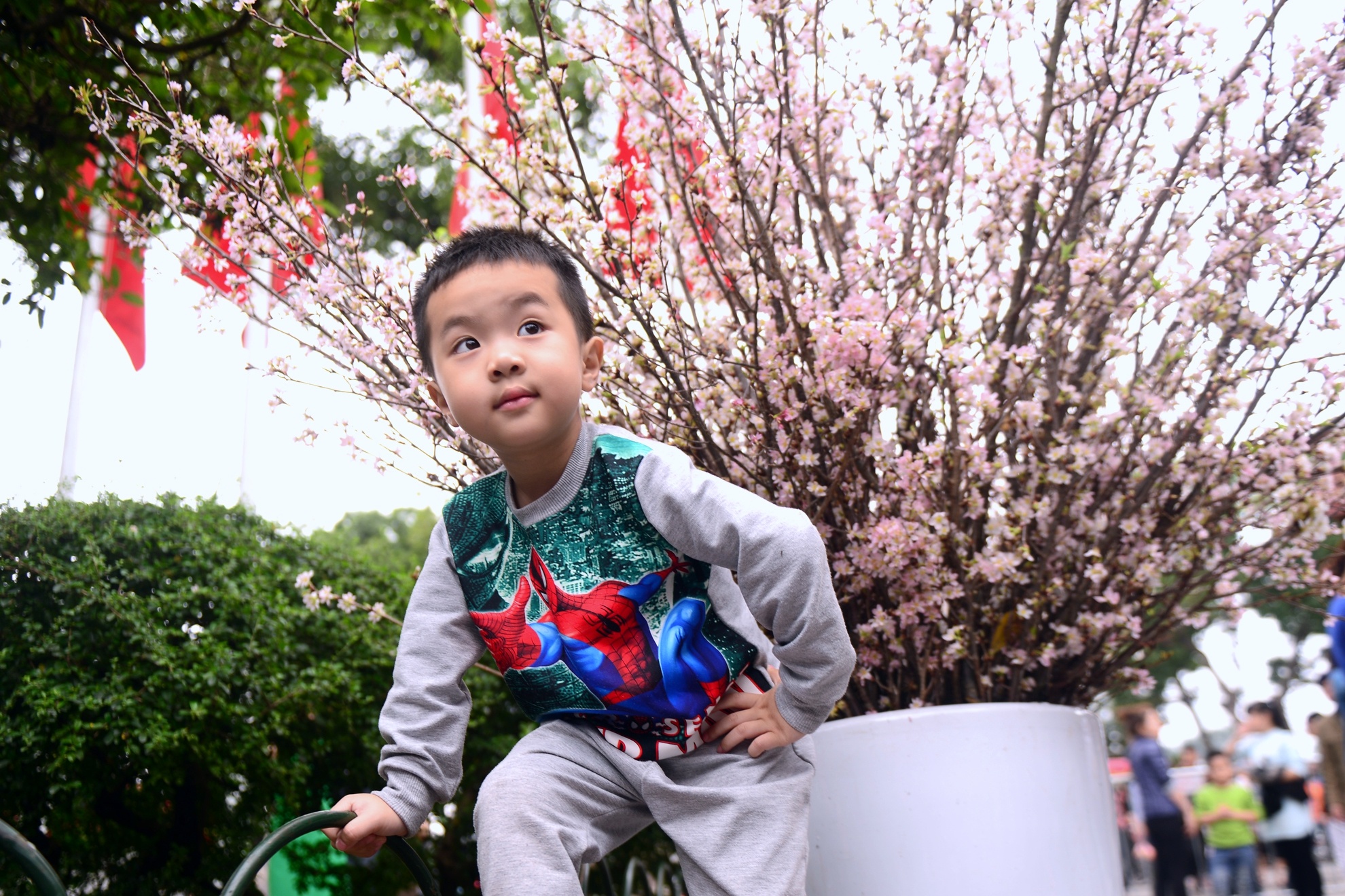 Hoa anh dao Nhat Ban anh 7