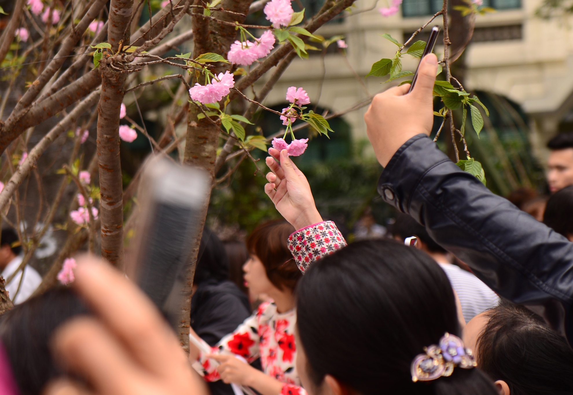 Hoa anh dao Nhat Ban anh 16