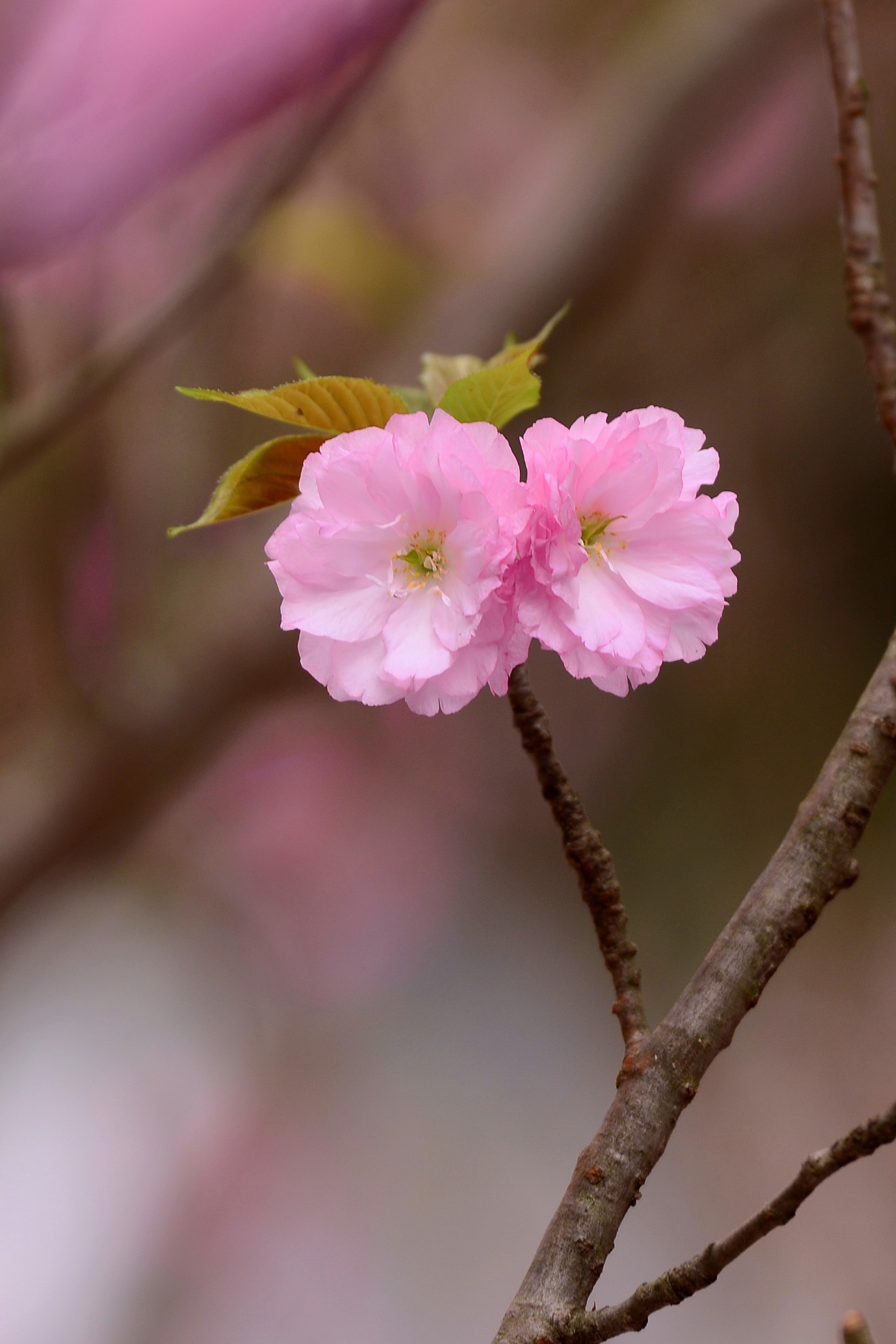 Hoa anh dao Nhat Ban anh 5