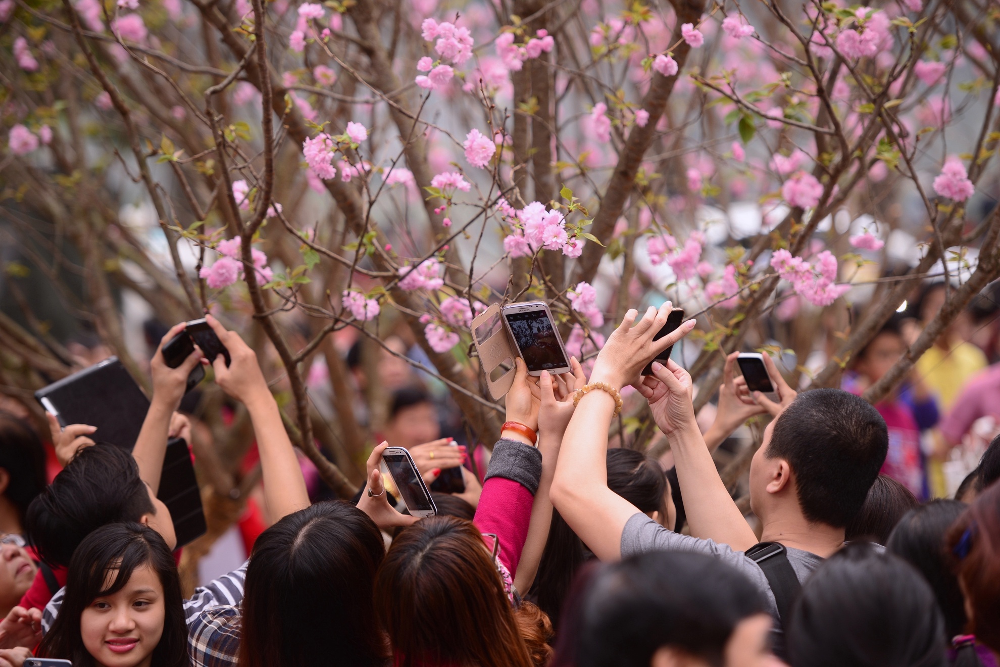 Hoa anh dao Nhat Ban anh 6
