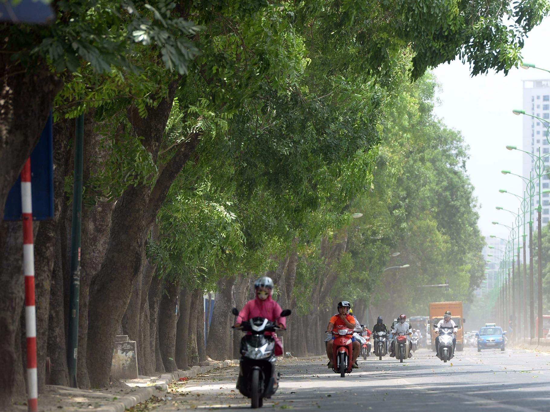 Hang cay 1.300 goc sap bi chat ha de lam duong vanh dai hinh anh