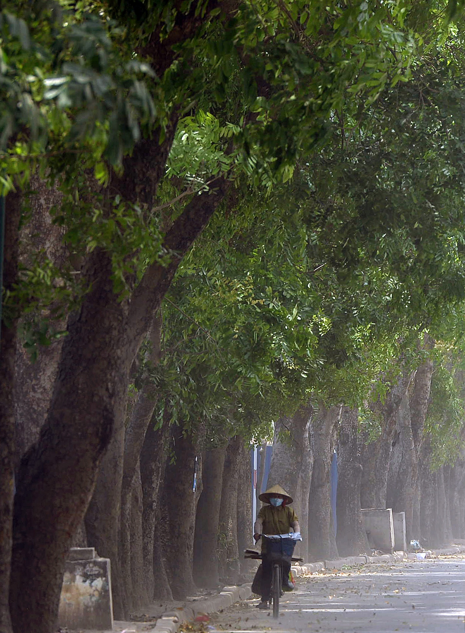 chat ha 1.300 cay xanh o Ha Noi anh 13