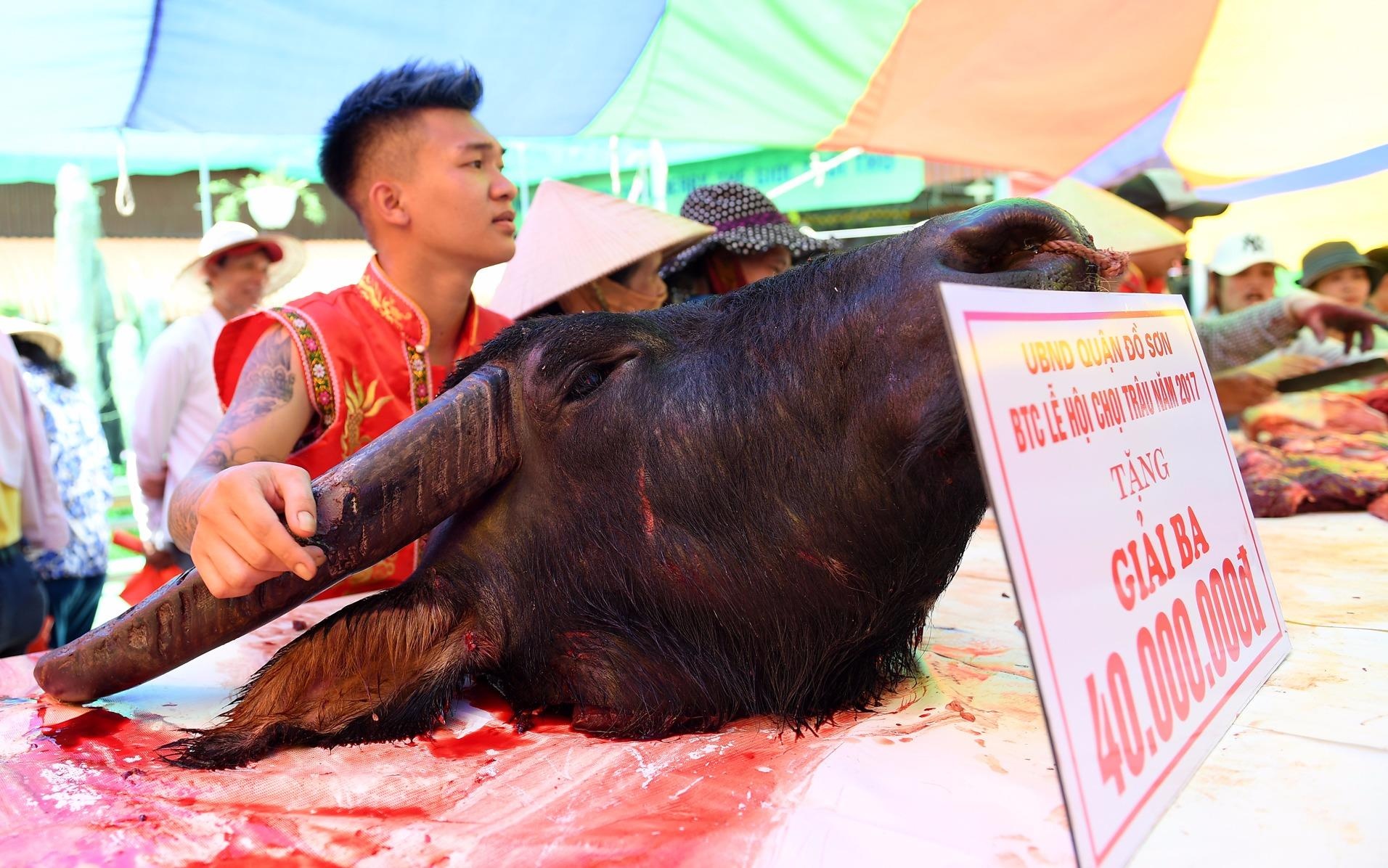 Vua doat giai, trau choi da bi xe thit hinh anh