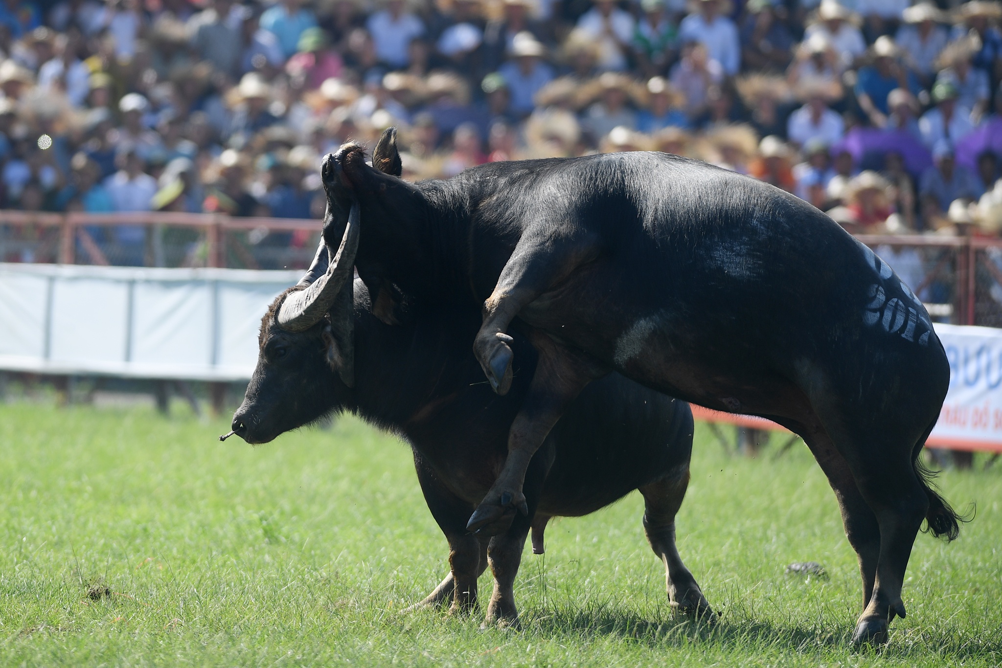 tinh huong bi hai le hoi choi trau anh 5