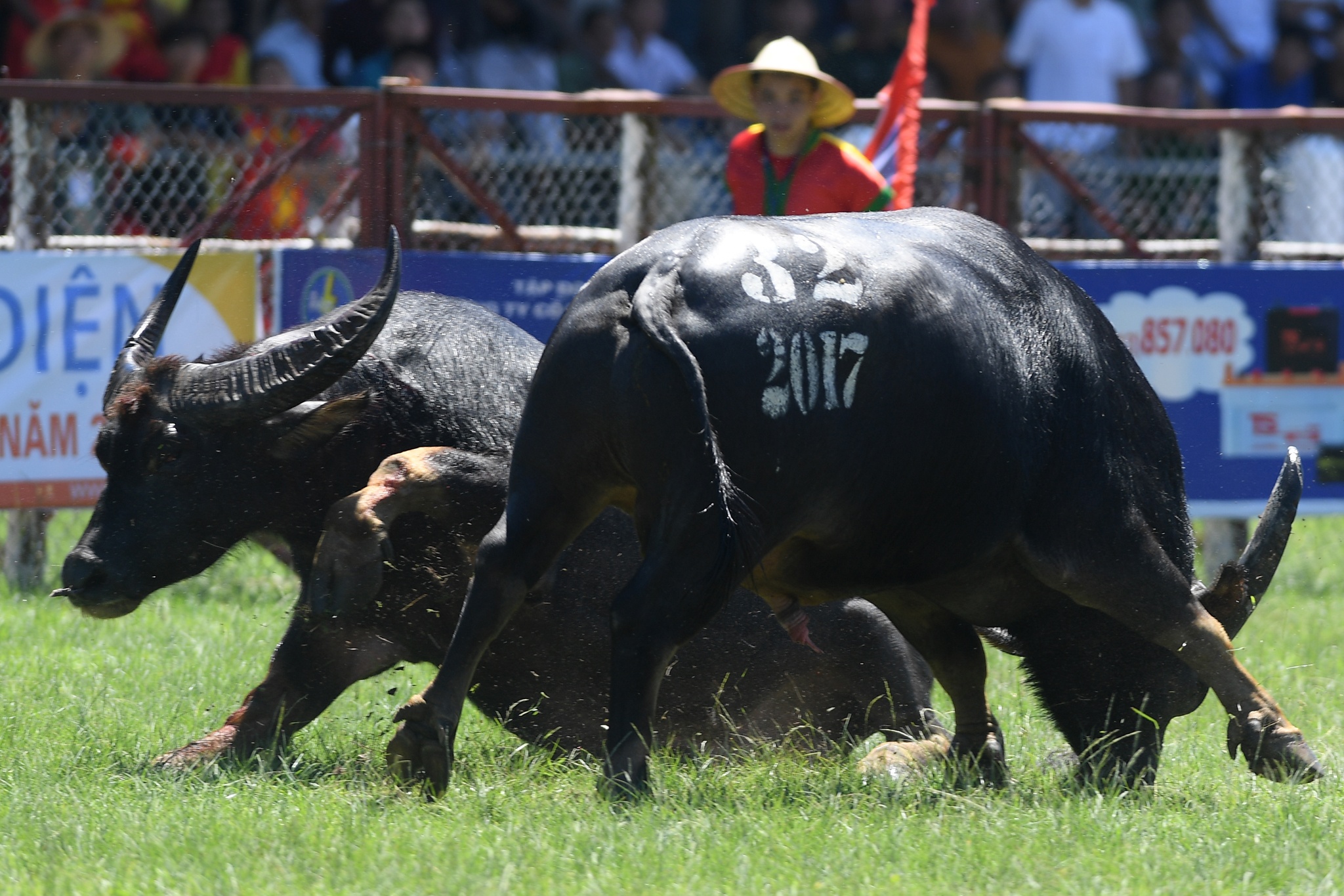 tinh huong bi hai le hoi choi trau anh 6