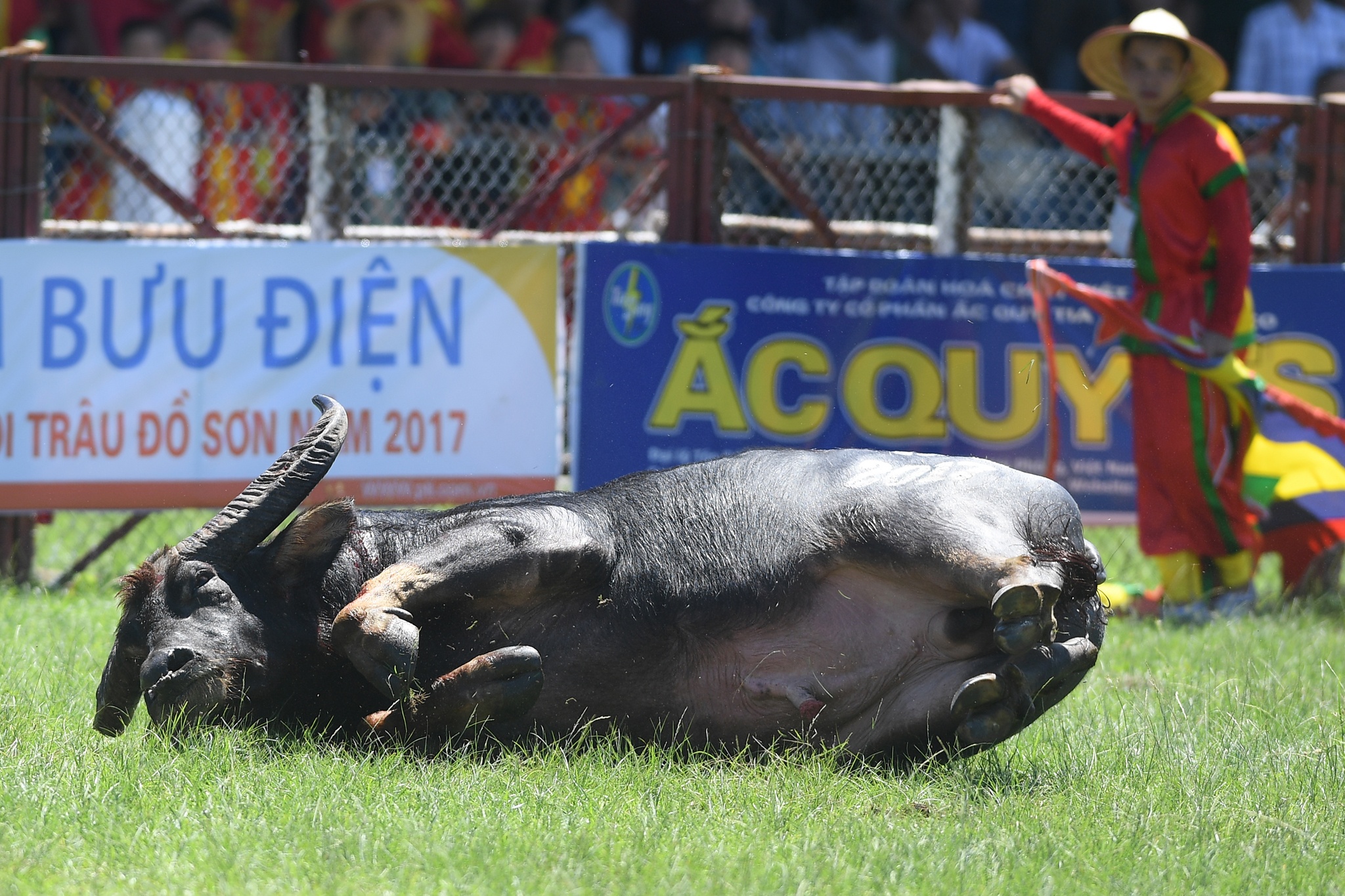 tinh huong bi hai le hoi choi trau anh 7