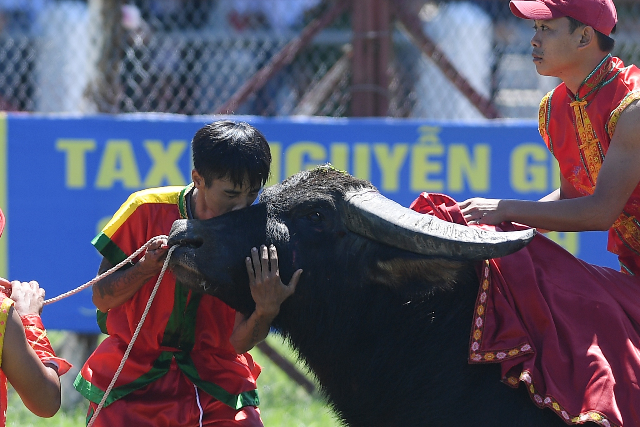 tinh huong bi hai le hoi choi trau anh 12