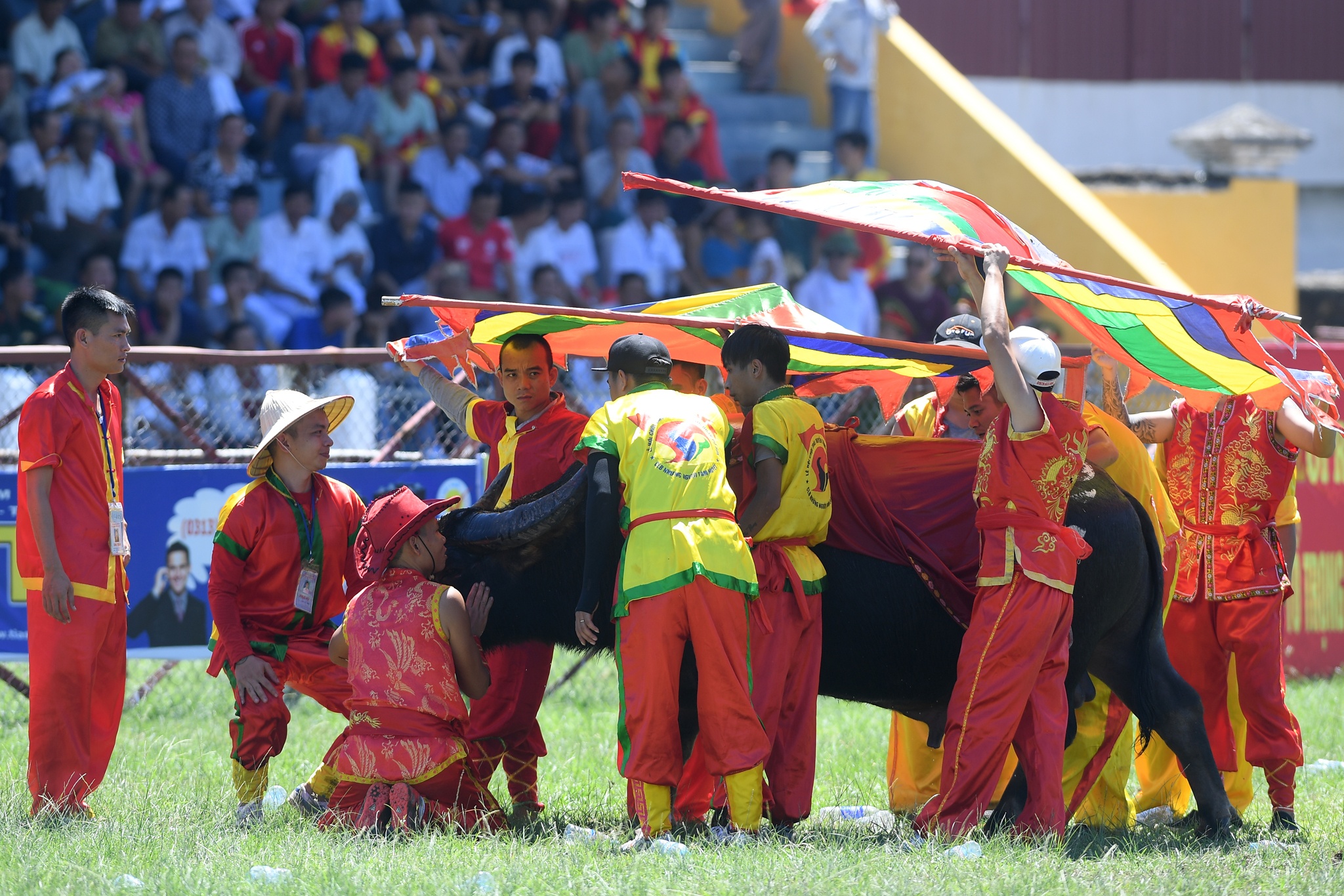 tinh huong bi hai le hoi choi trau anh 8