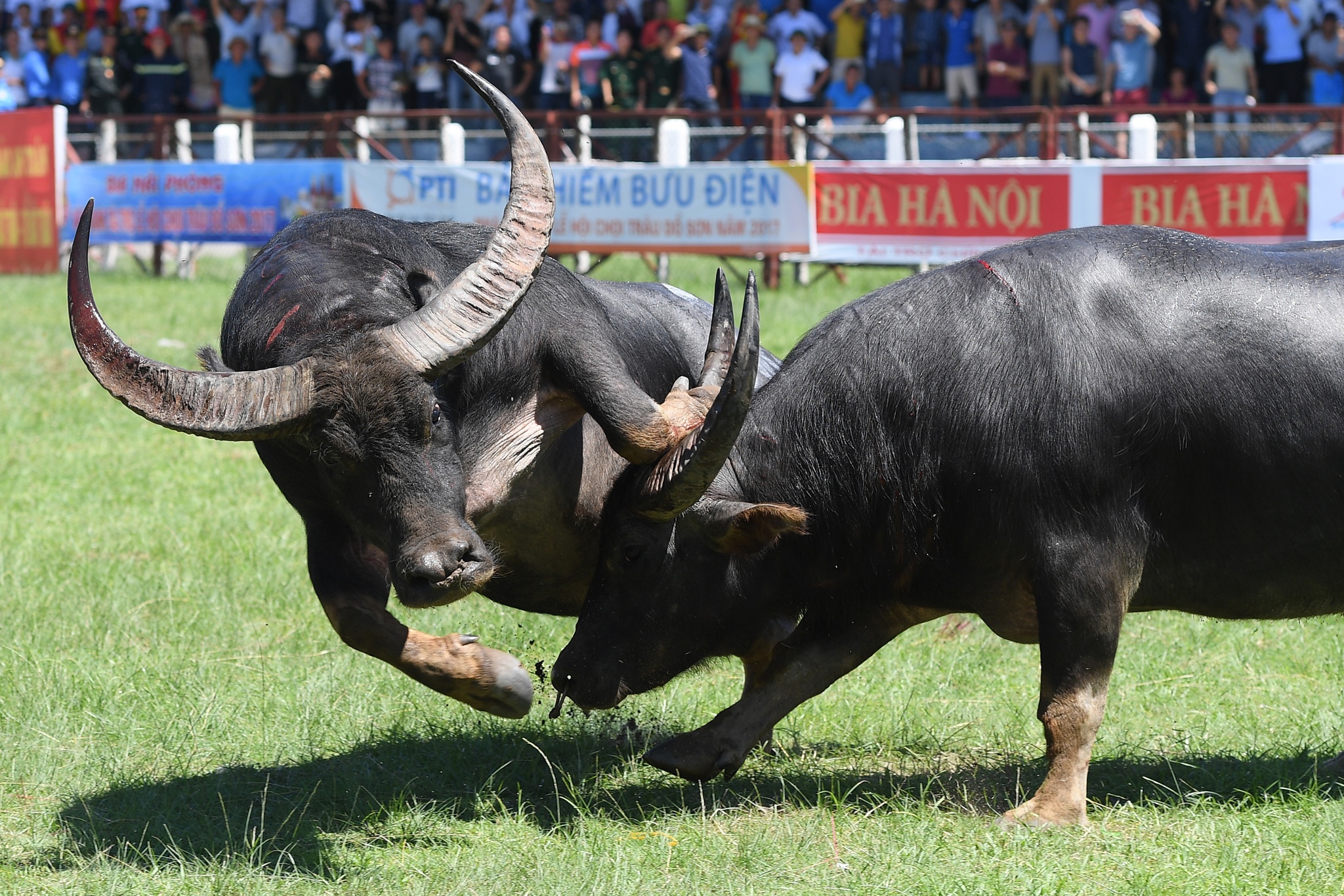 tinh huong bi hai le hoi choi trau anh 16