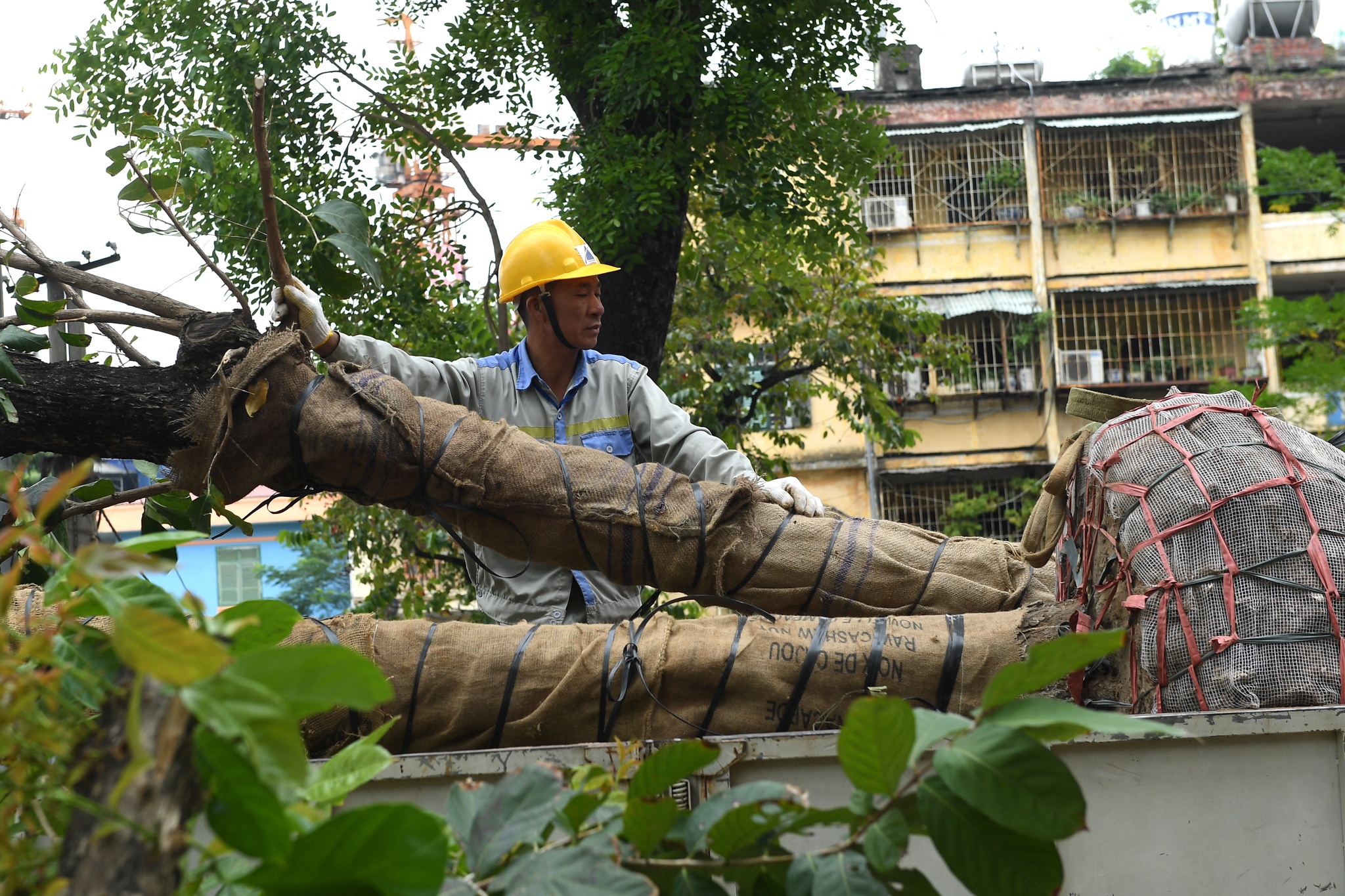 Canh don ha nhung cay xanh cuoi cung tren duong Kim Ma hinh anh