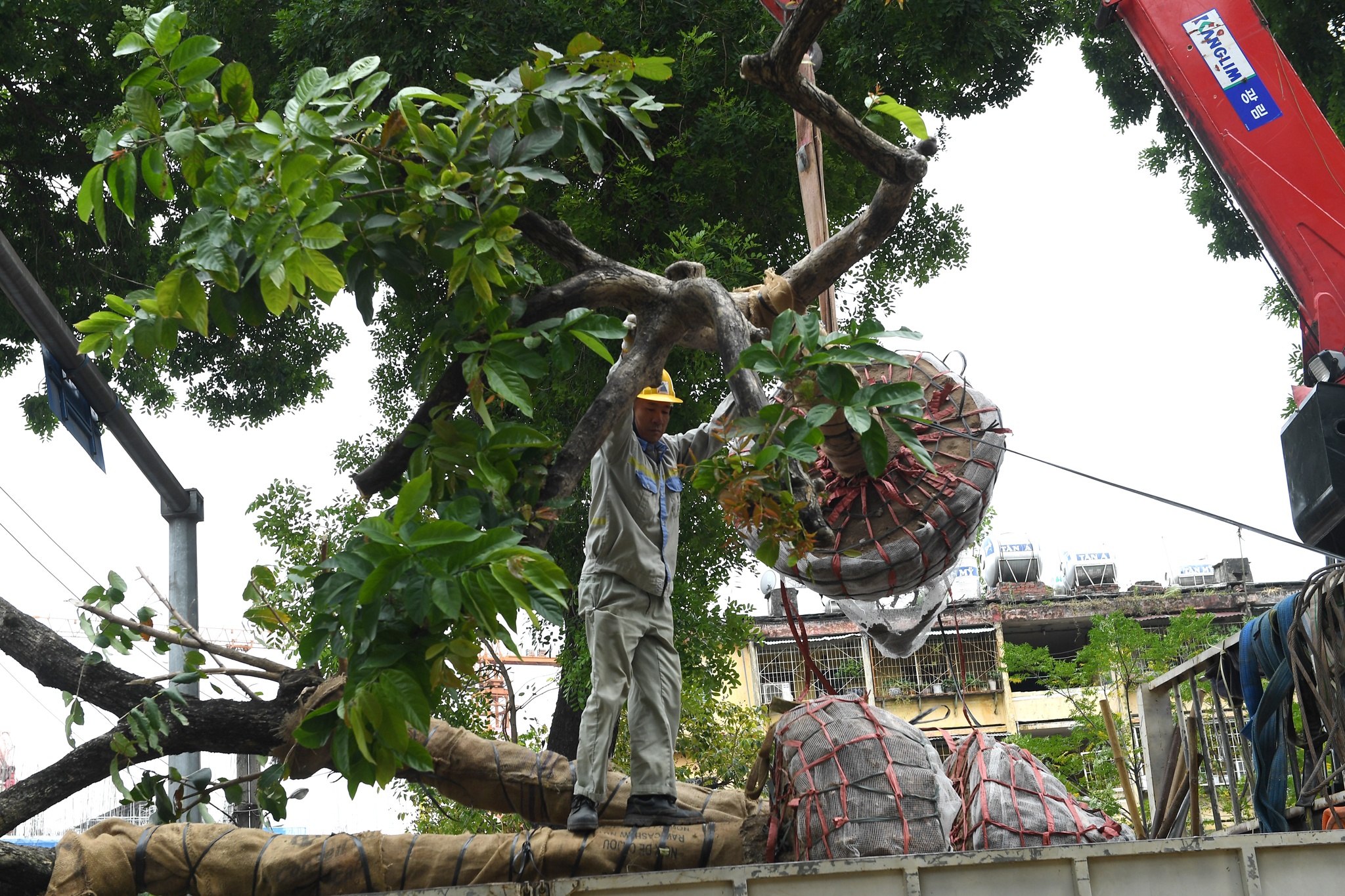 Canh di doi 8 cay xanh cuoi cung tren duong Kim Ma hinh anh