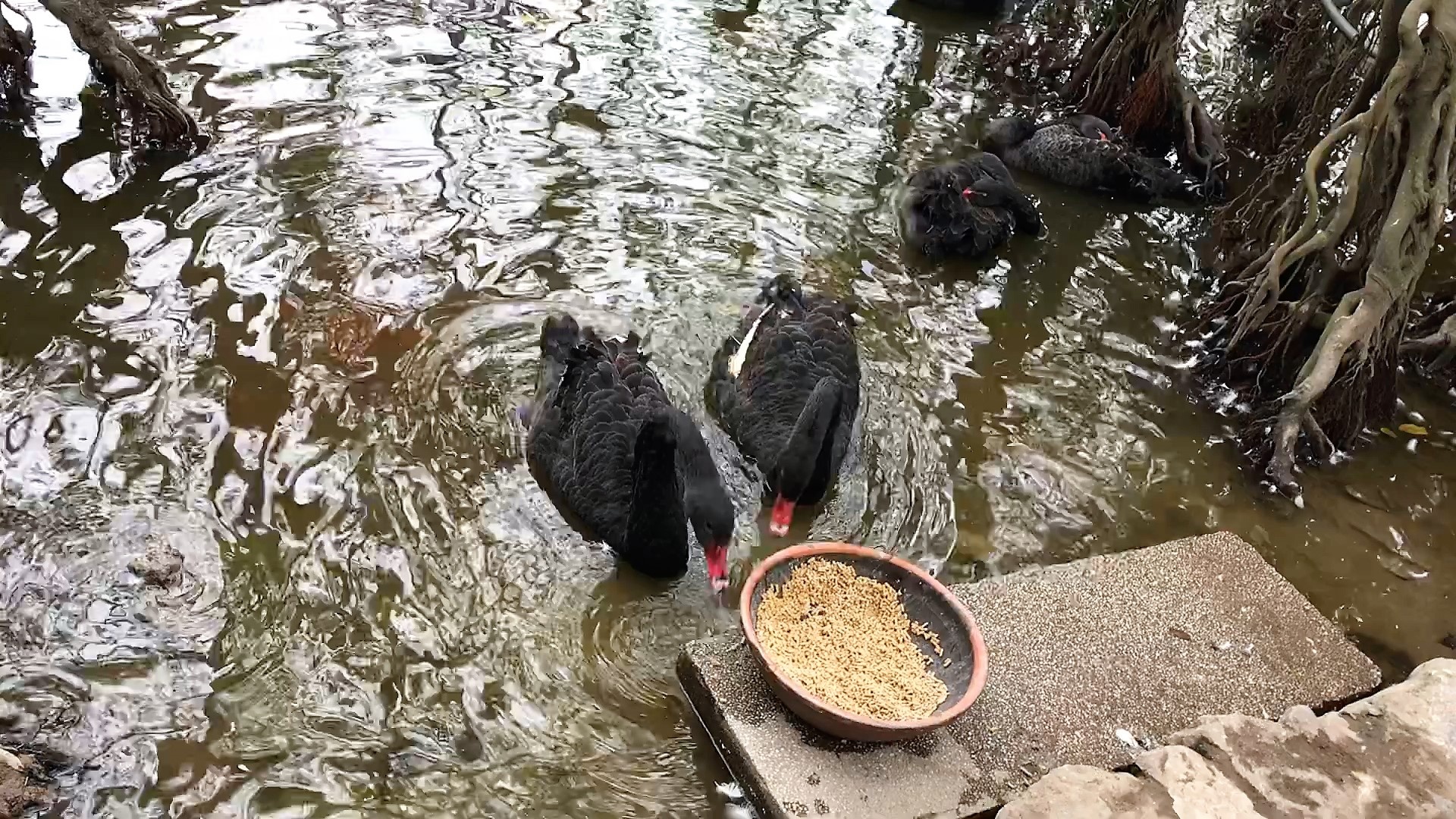 12 con thien nga boi tung tang o ho Guom hinh anh