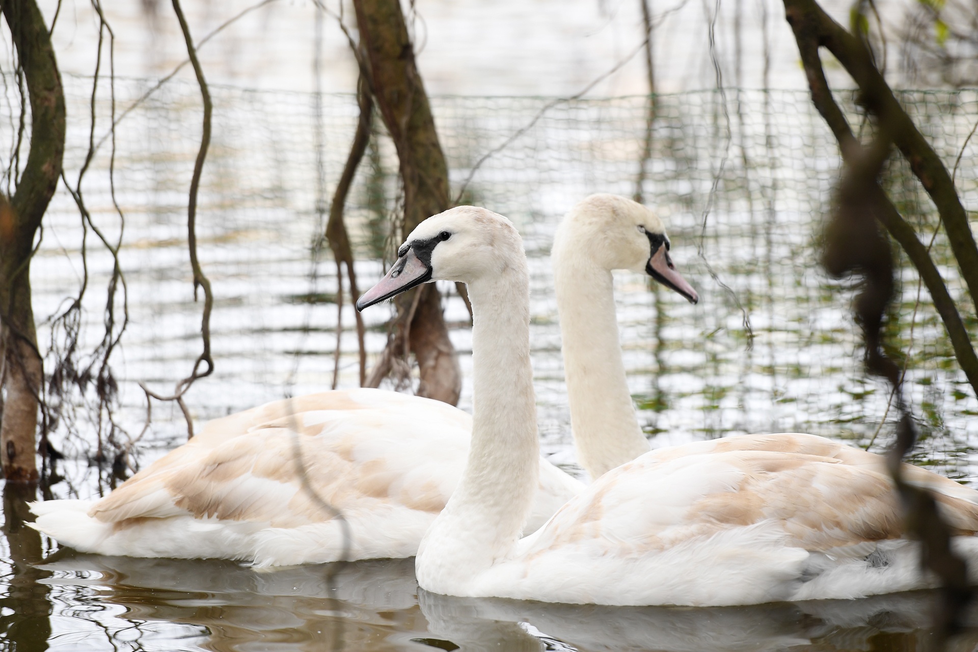 Tha thien nga o ho Guom anh 7