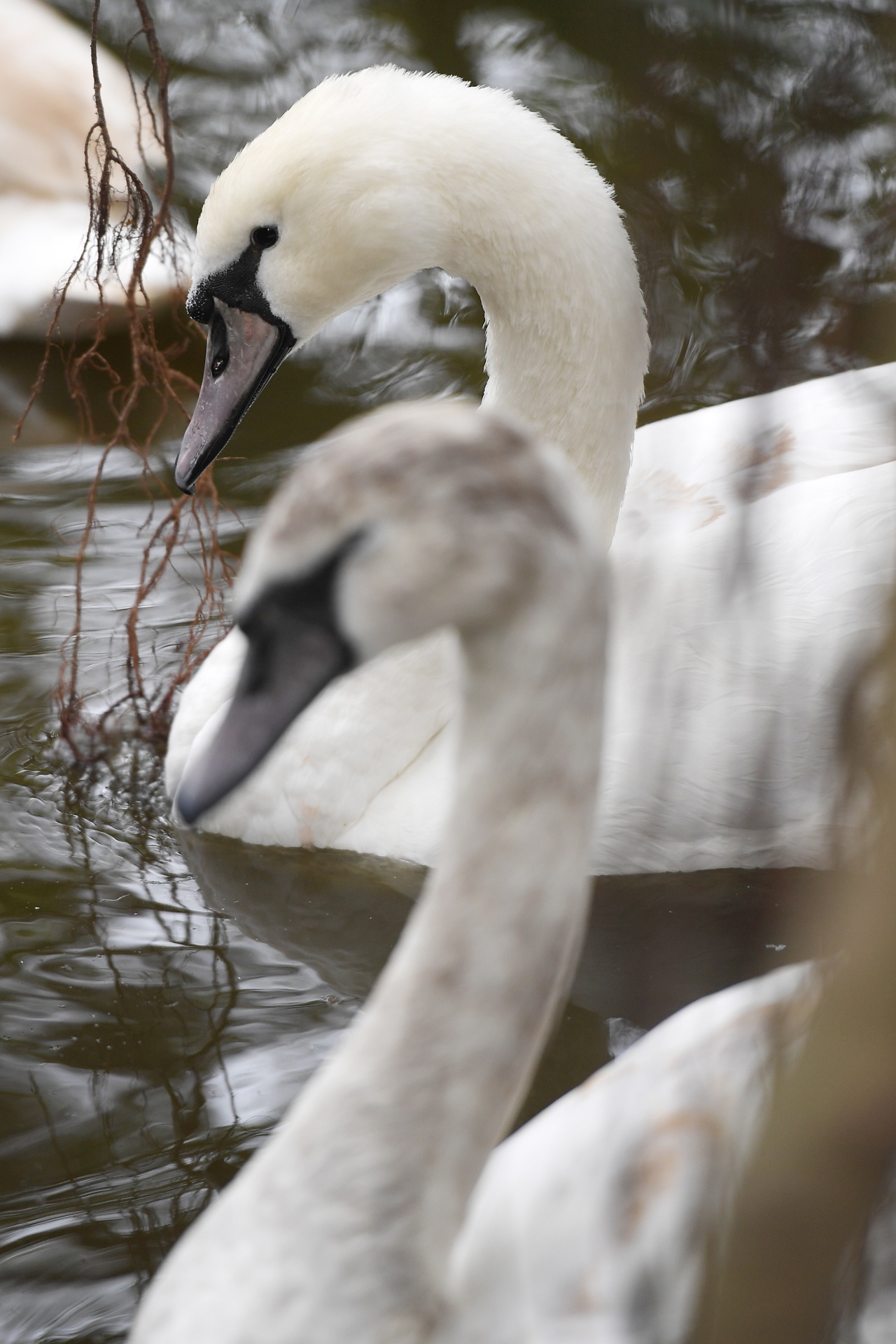 Tha thien nga o ho Guom anh 8