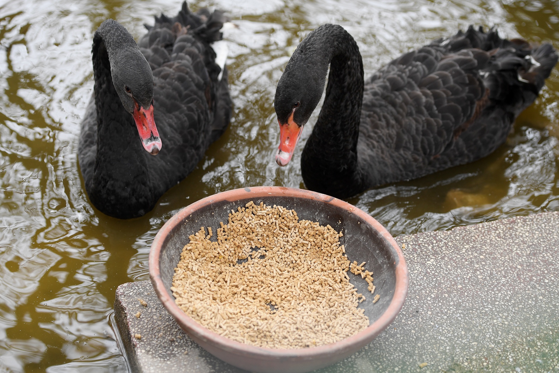 Tha thien nga o ho Guom anh 10