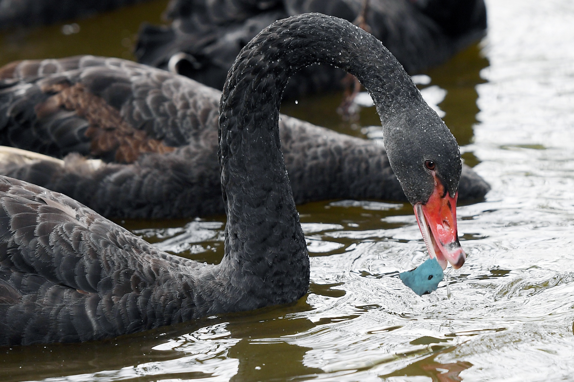 Tha thien nga o ho Guom anh 13