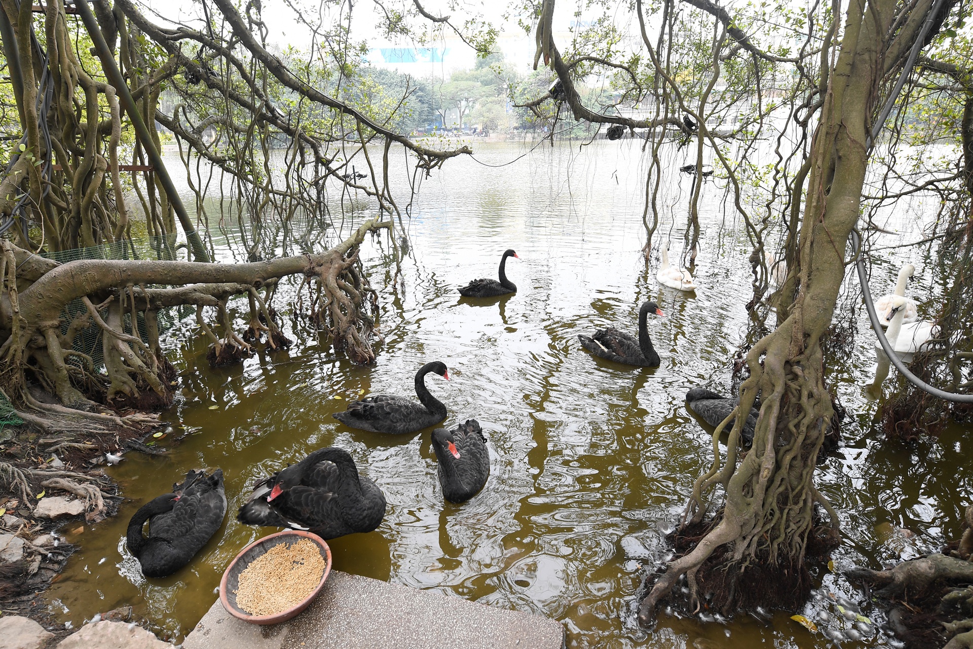 Tha thien nga o ho Guom anh 2