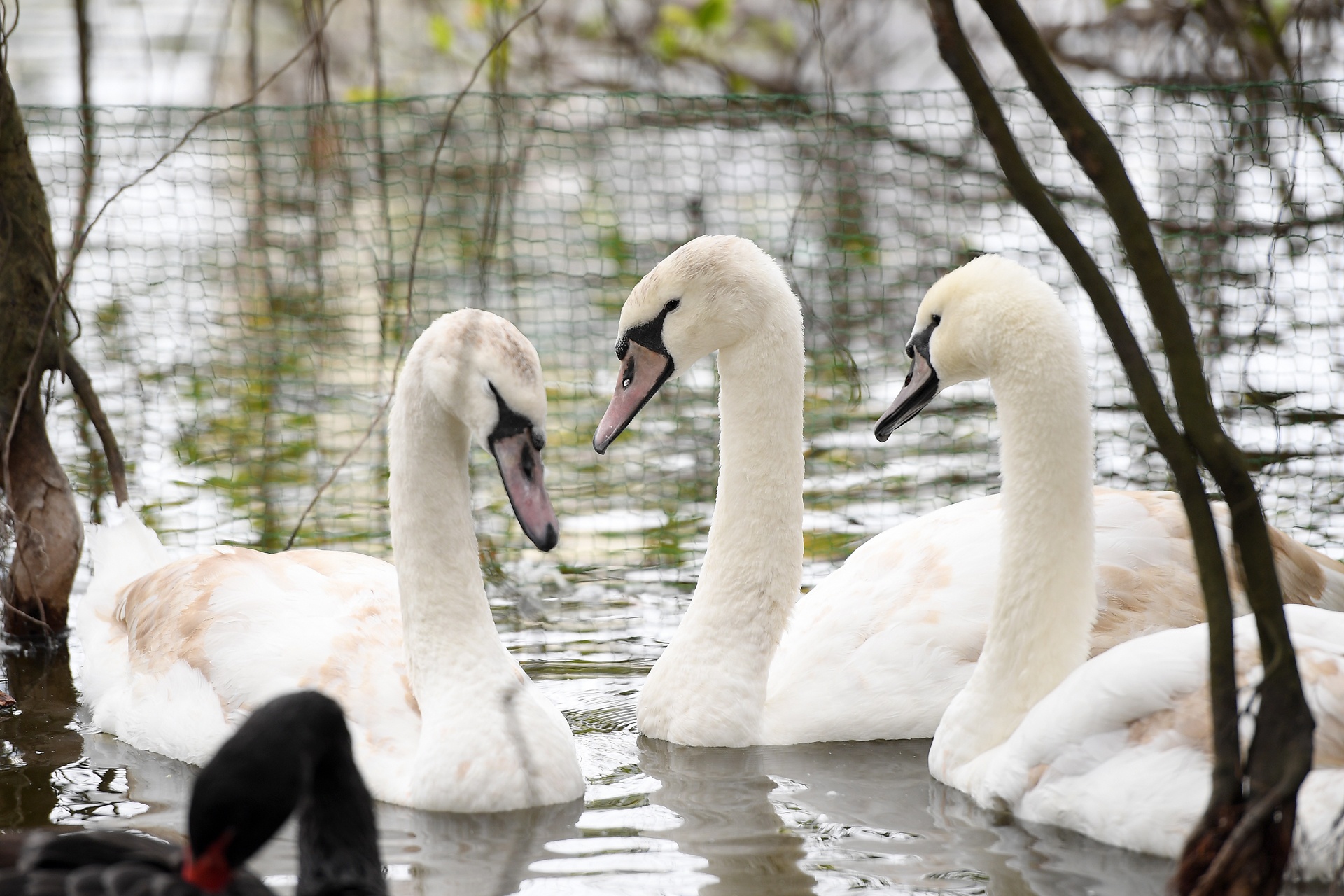 Tha thien nga o ho Guom anh 12