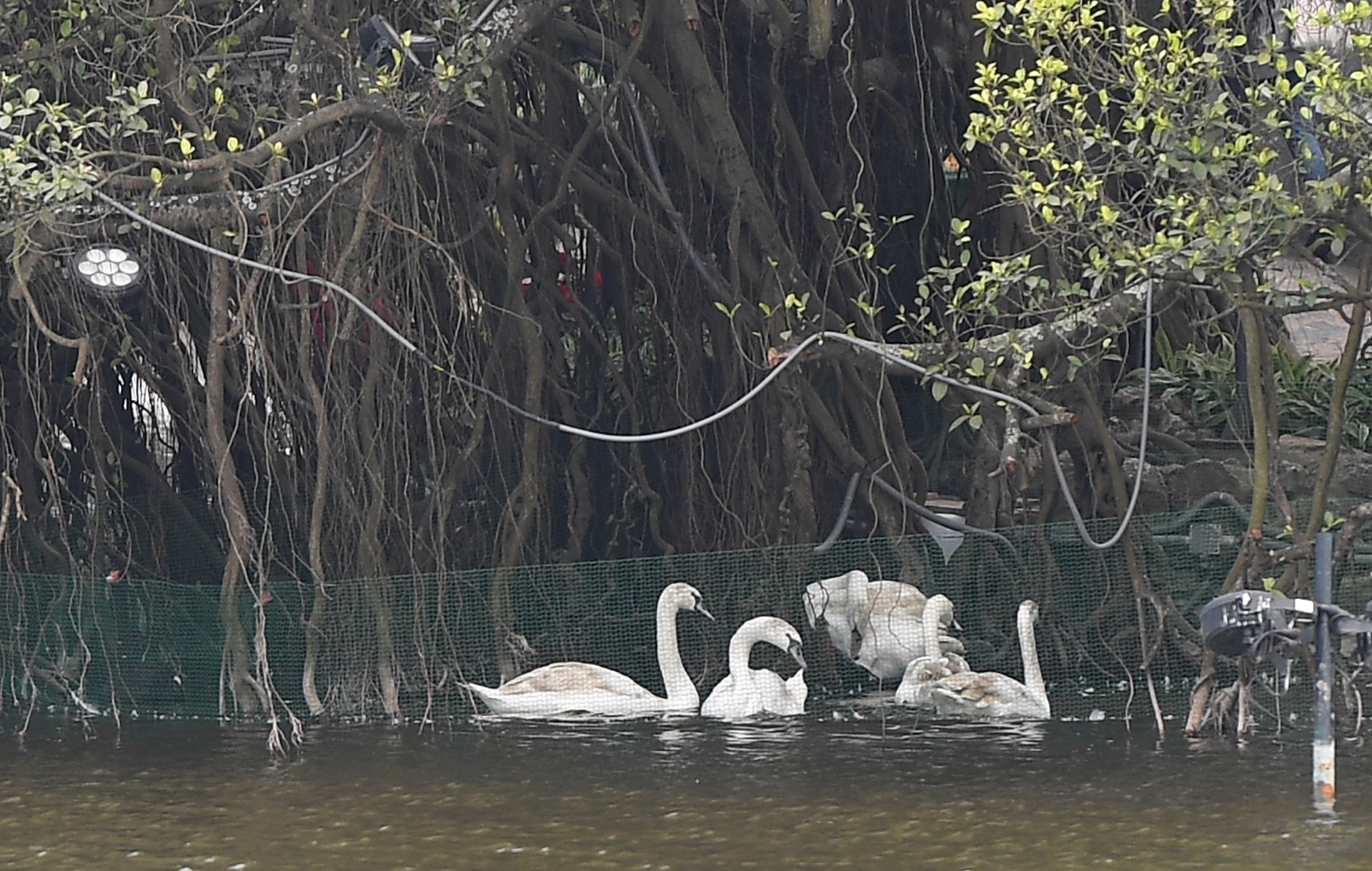 Tha thien nga o ho Guom anh 5