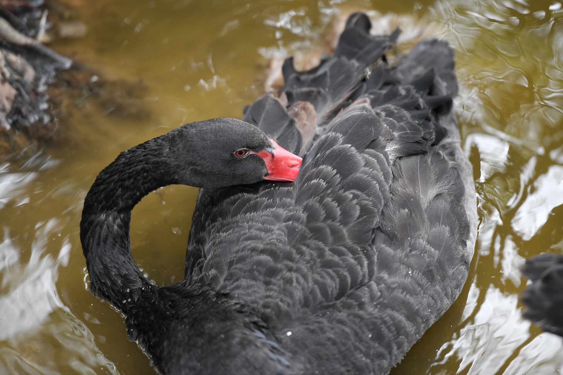 Tha thien nga o ho Guom anh 9