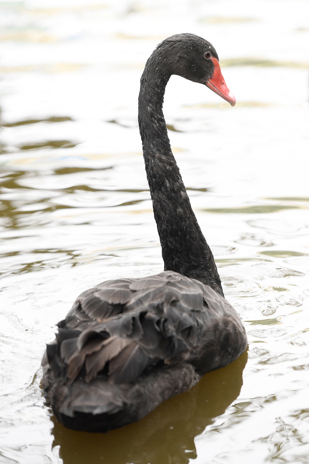 Tha thien nga o ho Guom anh 6