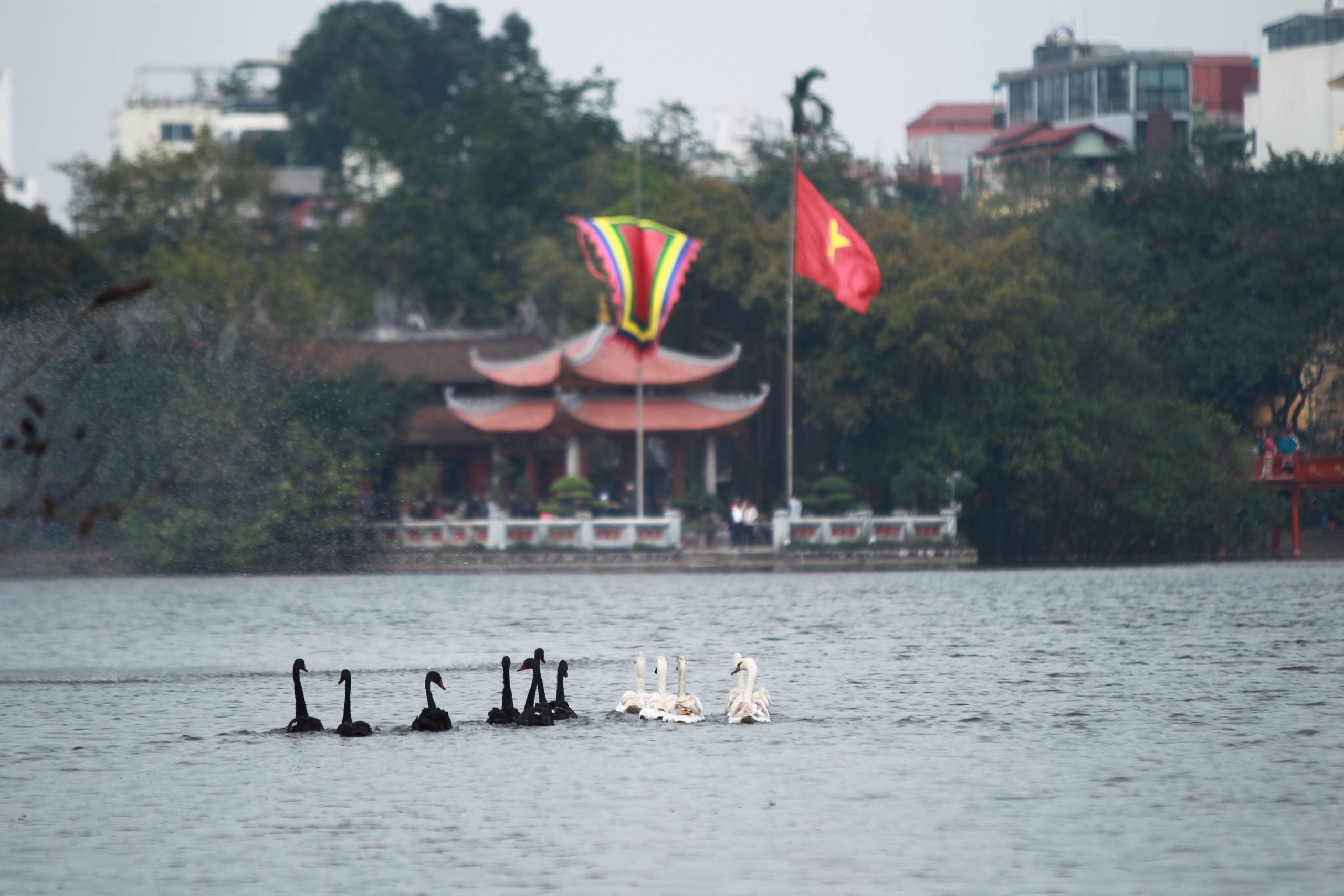 Tha thien nga o ho Guom anh 15