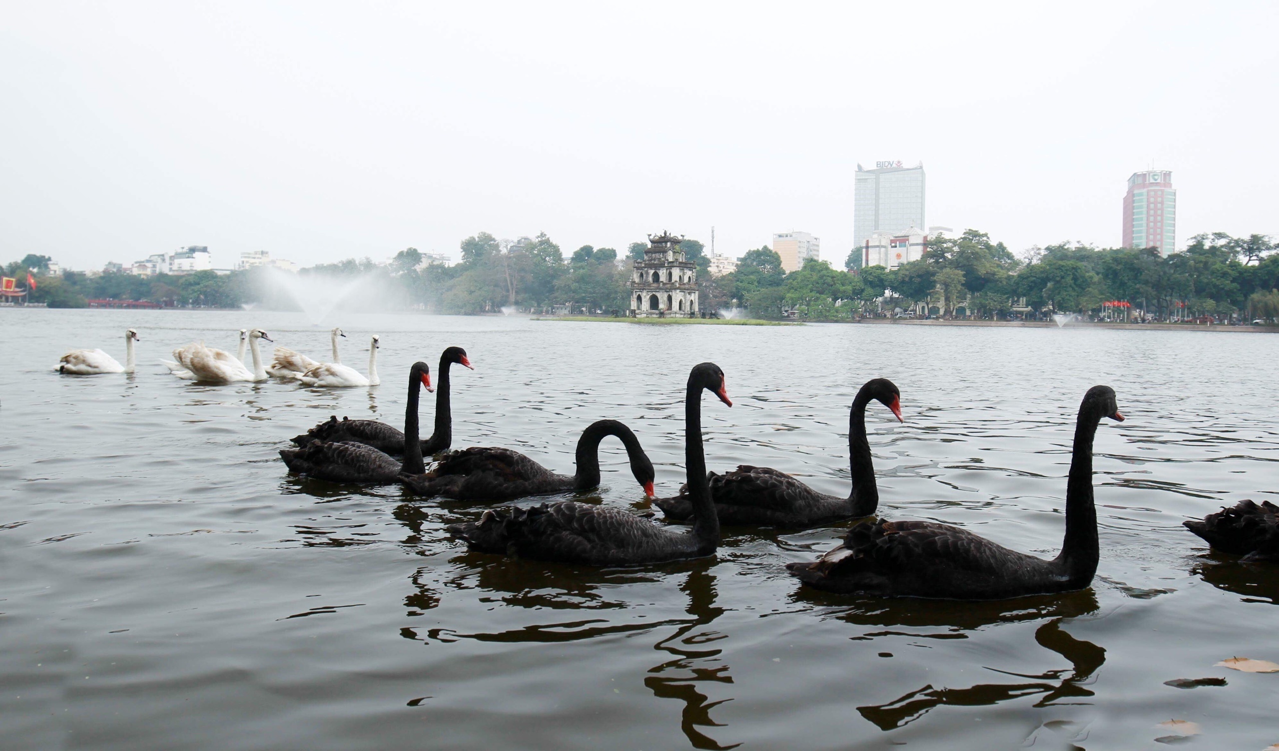 Tha thien nga o ho Guom anh 4