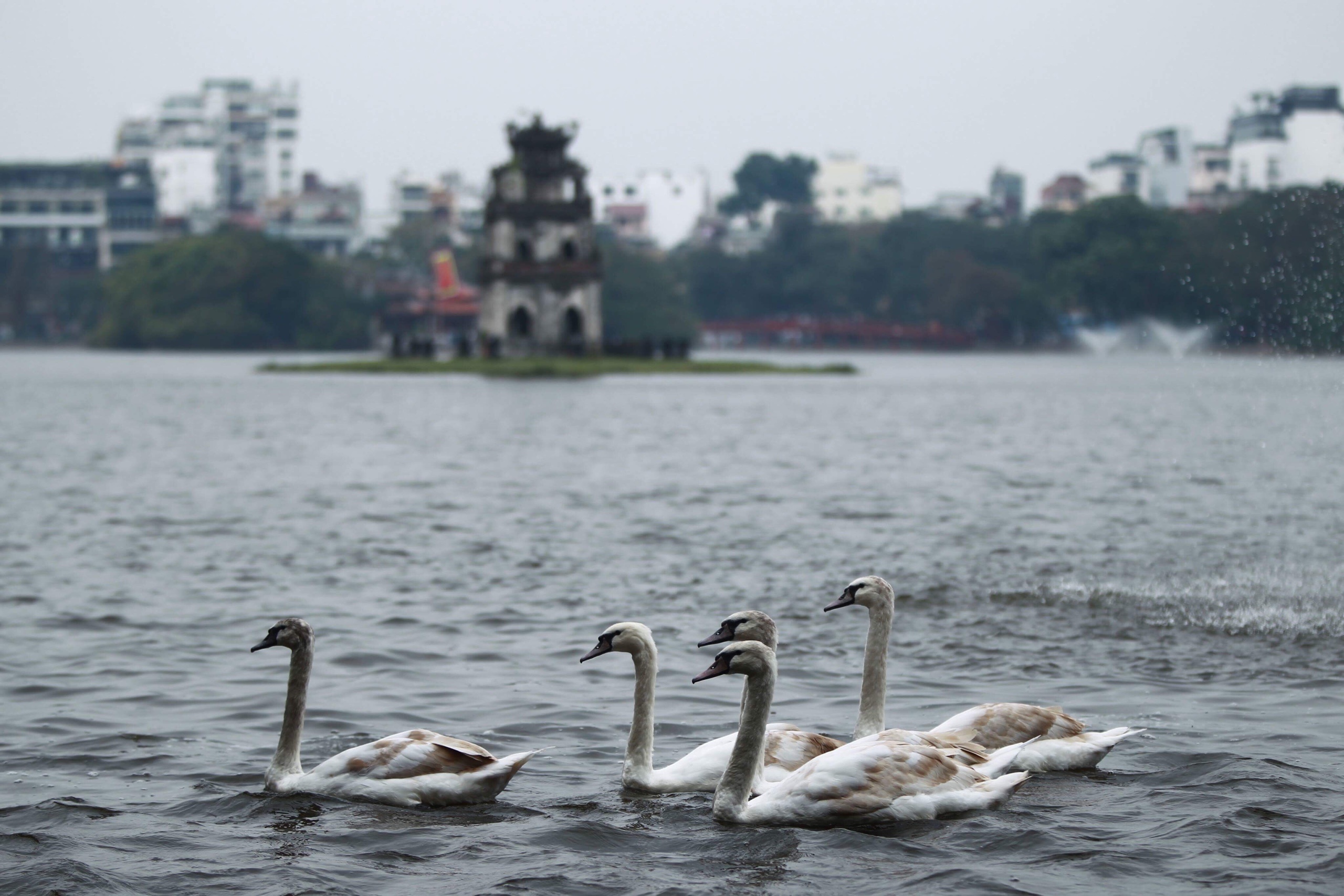 Tha thien nga o ho Guom anh 16