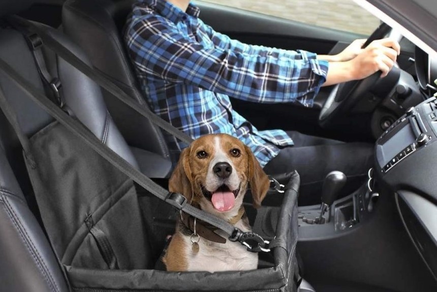 Cho theo thu cung giup viec lai oto an toan hon hinh anh