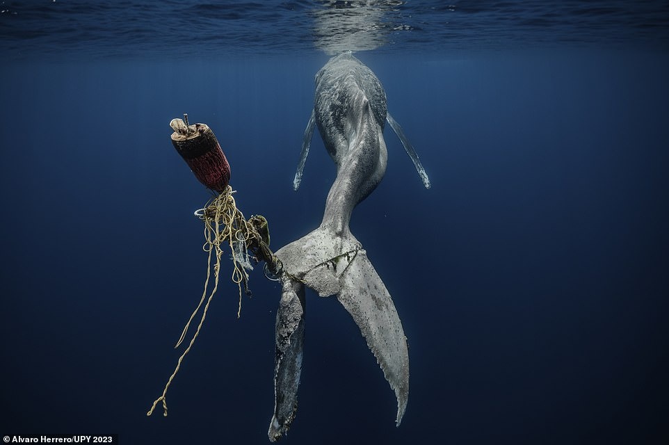 nhiep anh duoi dai duong anh 8