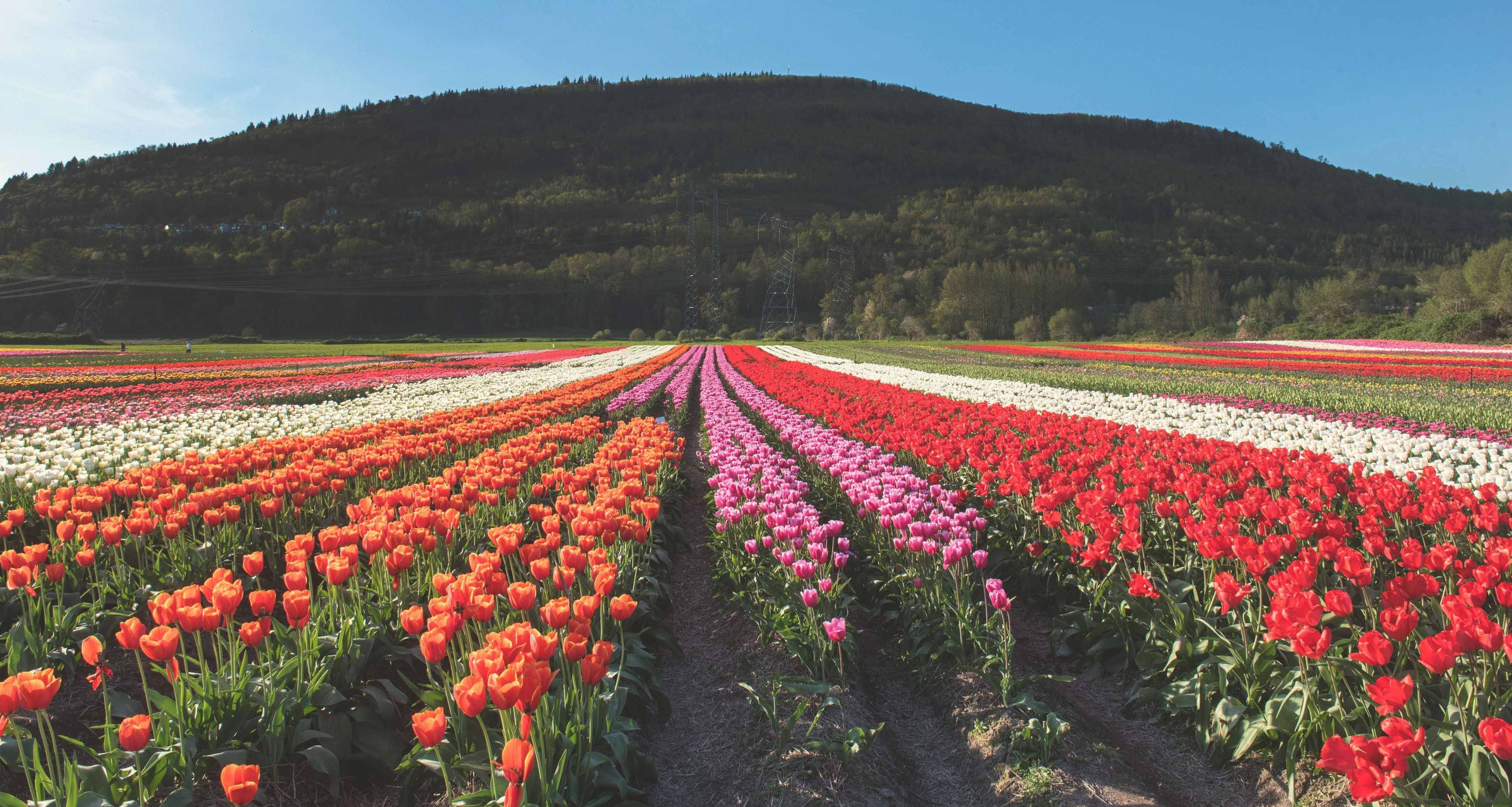 diem ngam hoa mua xuan anh 1