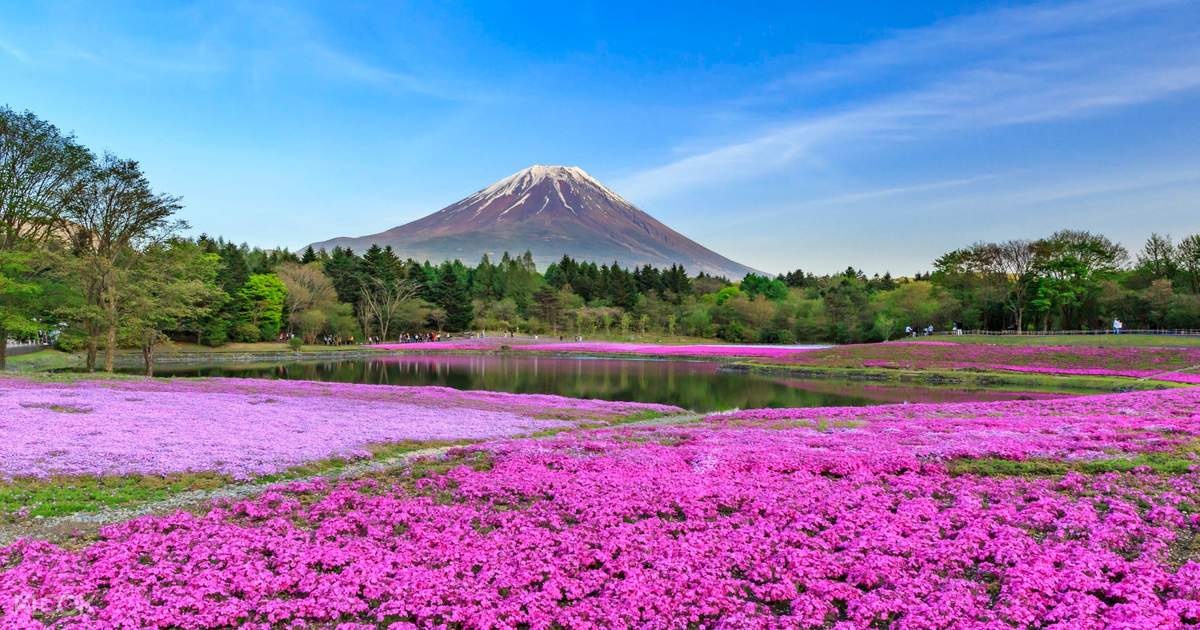 Ngam hoa xuan no ro tren khap the gioi hinh anh