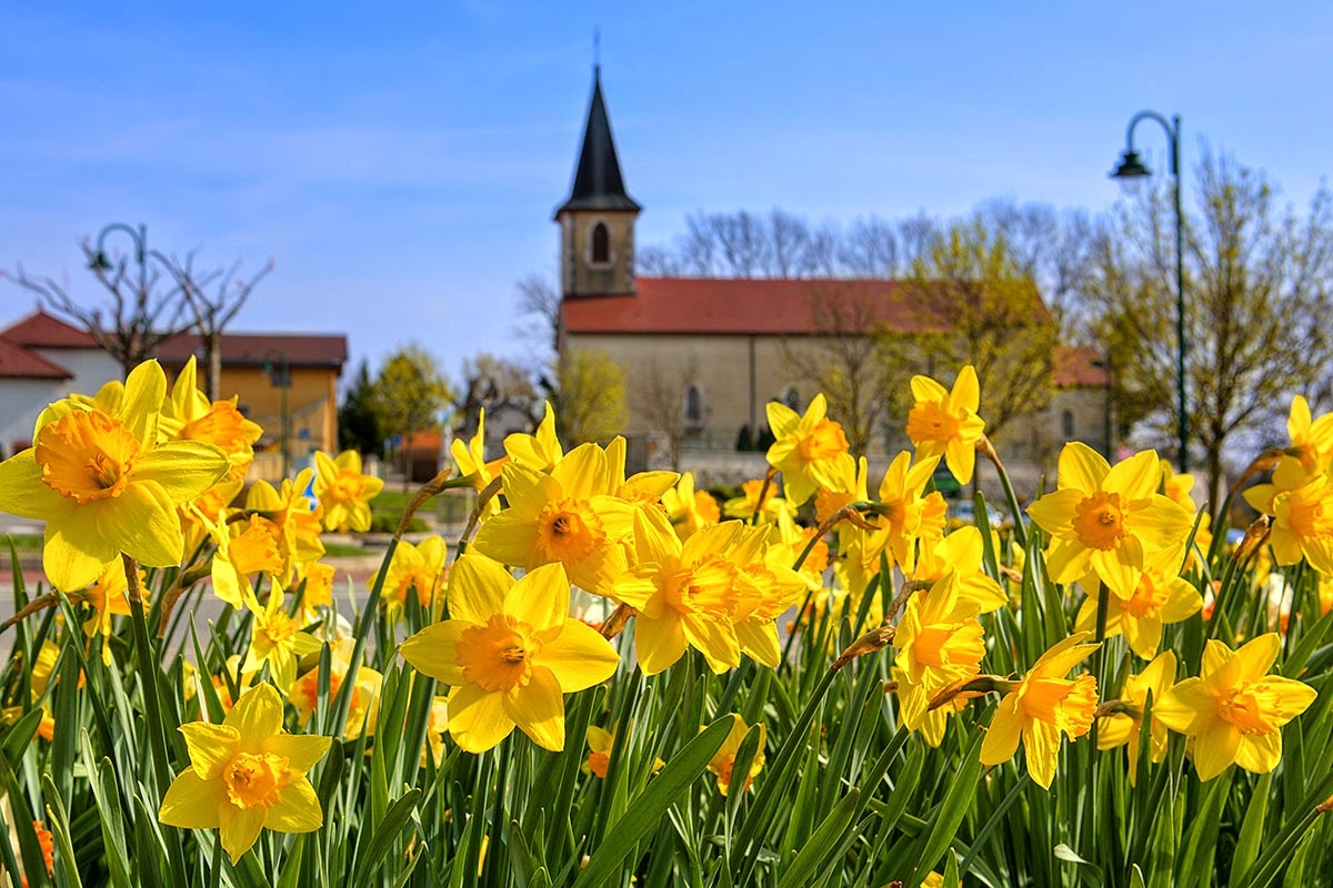 diem ngam hoa mua xuan anh 6