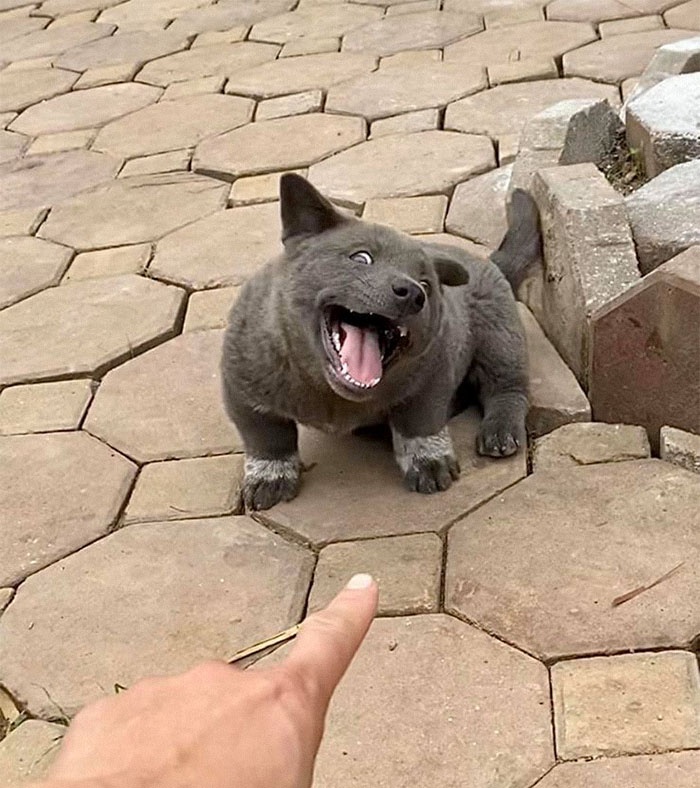 gau meo bac my anh 4