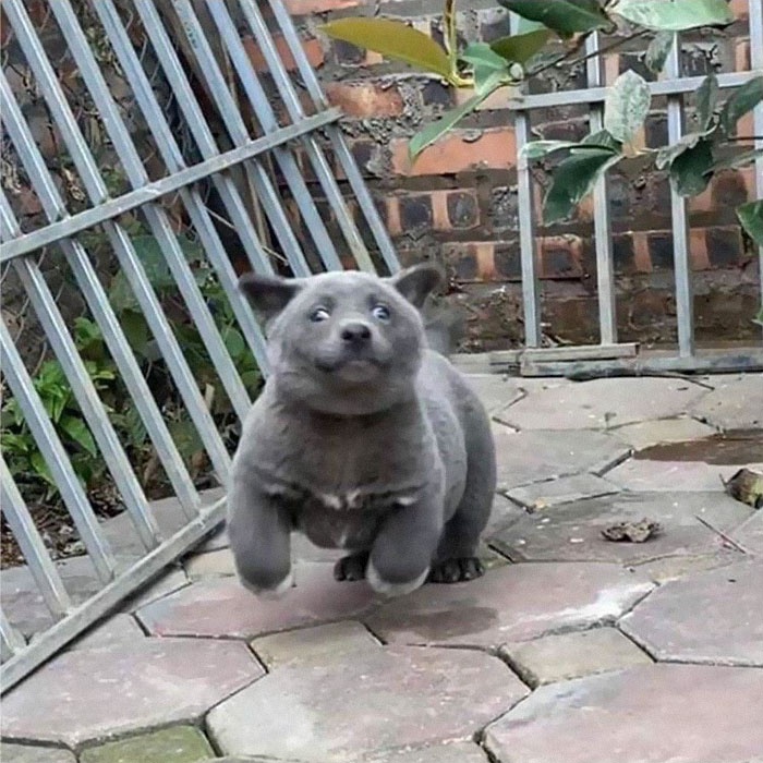 gau meo bac my anh 5