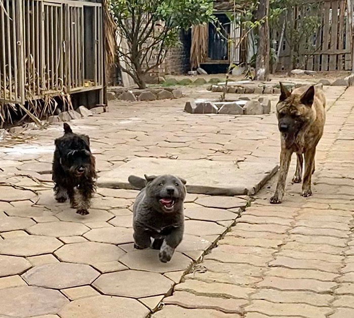 gau meo bac my anh 3