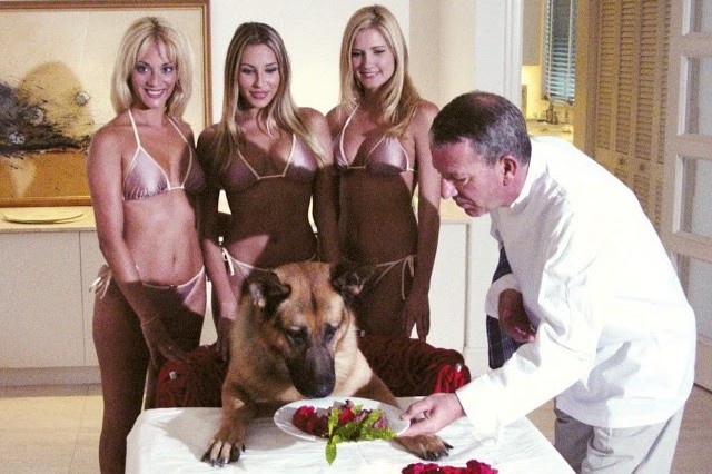 10 dai gia gioi dong vat, du cho, meo, ga, co ca gau trieu phu hinh anh