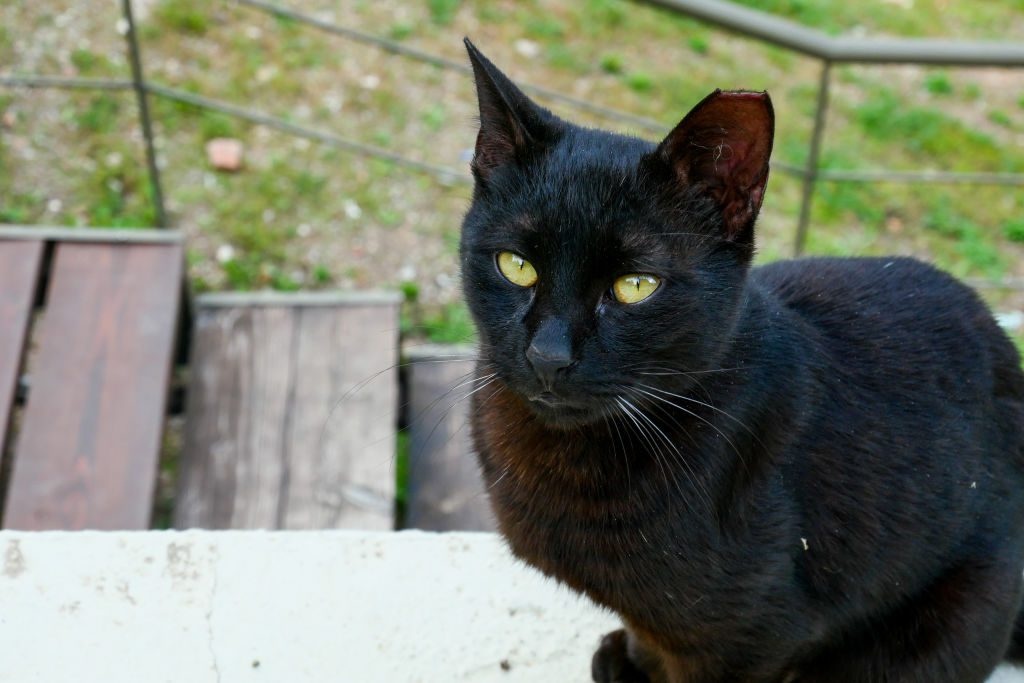 dong vat giau nhat the gioi anh 7