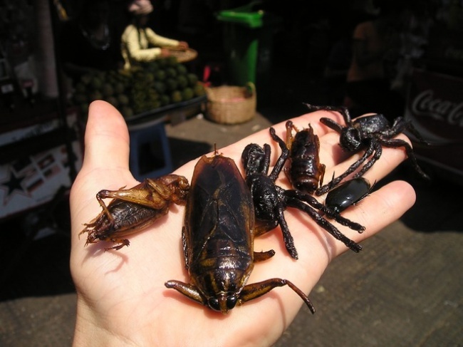 ngửi nách,  nếm thức ăn động vật cũng kiếm bộn tiền ảnh 7 ngui nach,  nem thuc an dong vat cung kiem bon tien anh 7