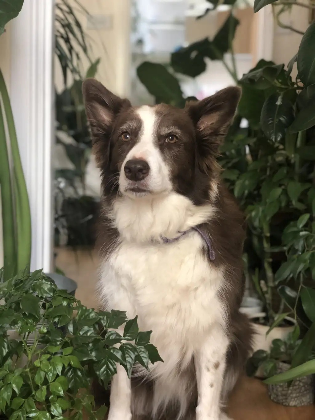 chang trai trong 1400 cay trong nha anh 7