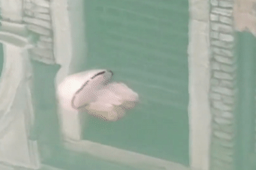 Sua xuat hien o kenh nuoc Venice trong vat sau khi phong toa Italy hinh anh