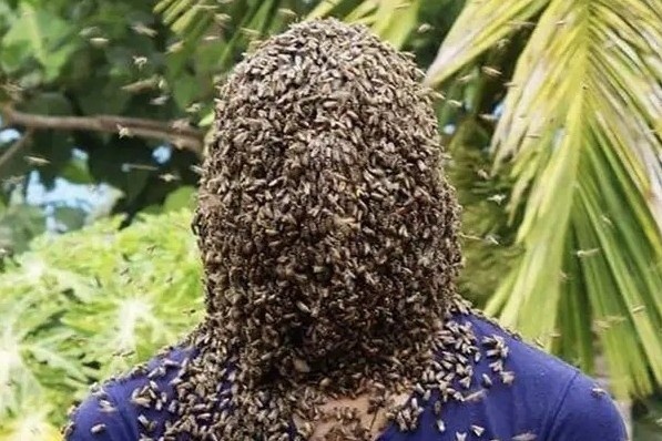 Chang trai de 60.000 con ong che kin mat, lap ky luc Guinness hinh anh