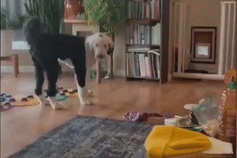 Chu cho hoc noi tieng nguoi hinh anh