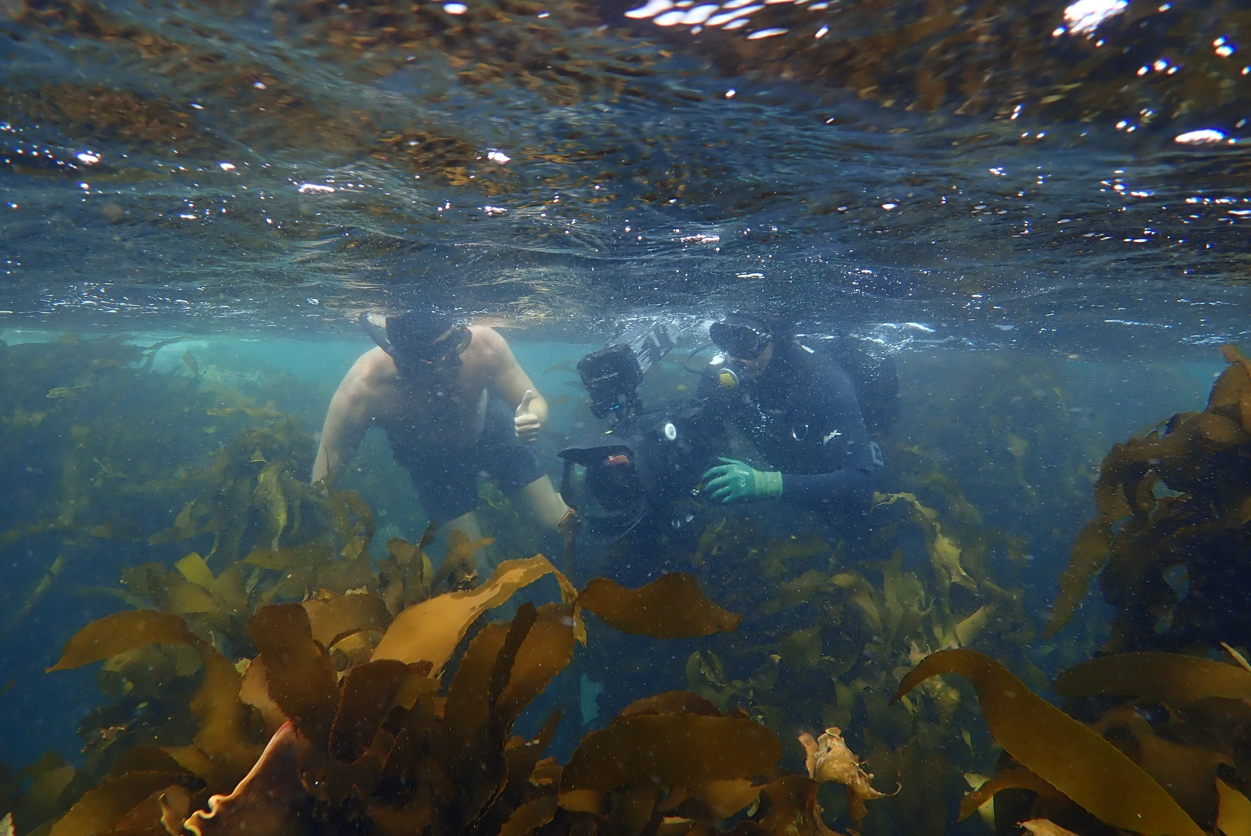 ket ban voi bach tuoc anh 2