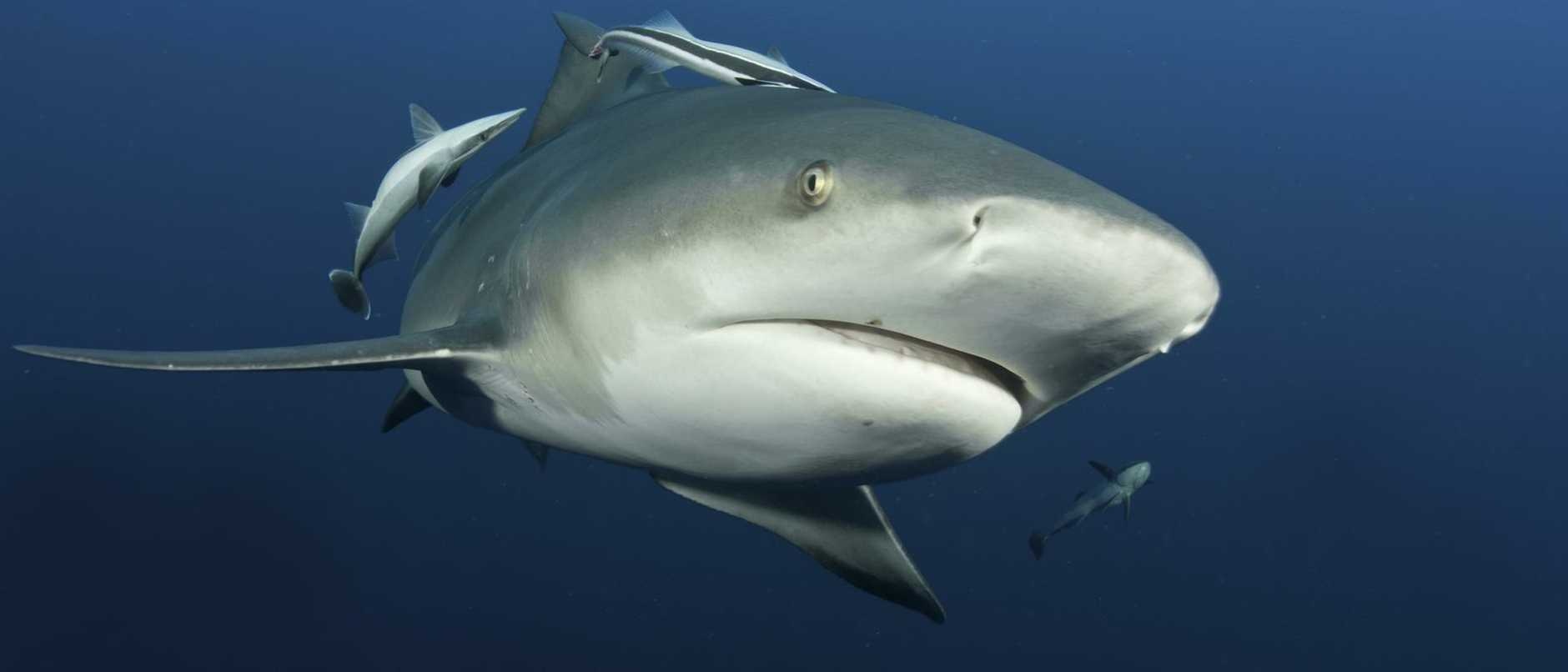 ca map can nguoi anh 2