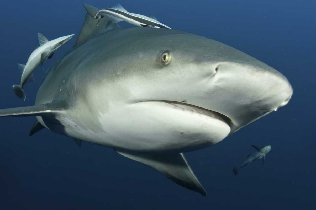 Vo mang thai lao xuong bien cuu chong hinh anh