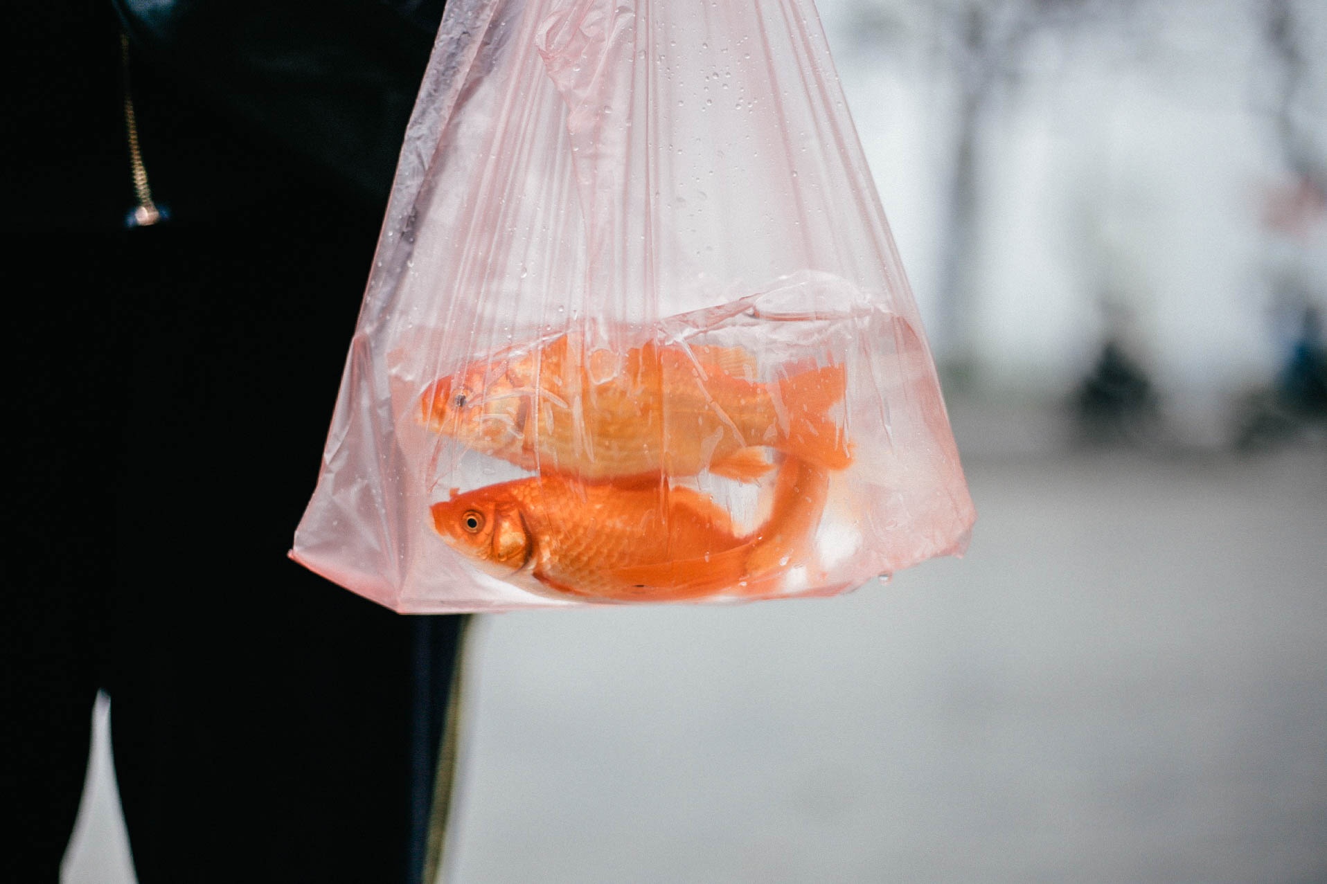 thả cá chép ngày ông Táo ảnh 2 tha ca chep ngay ong Tao anh 2