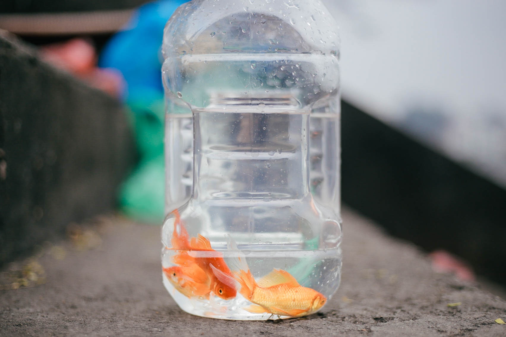 thả cá chép ngày ông Táo ảnh 3 tha ca chep ngay ong Tao anh 3