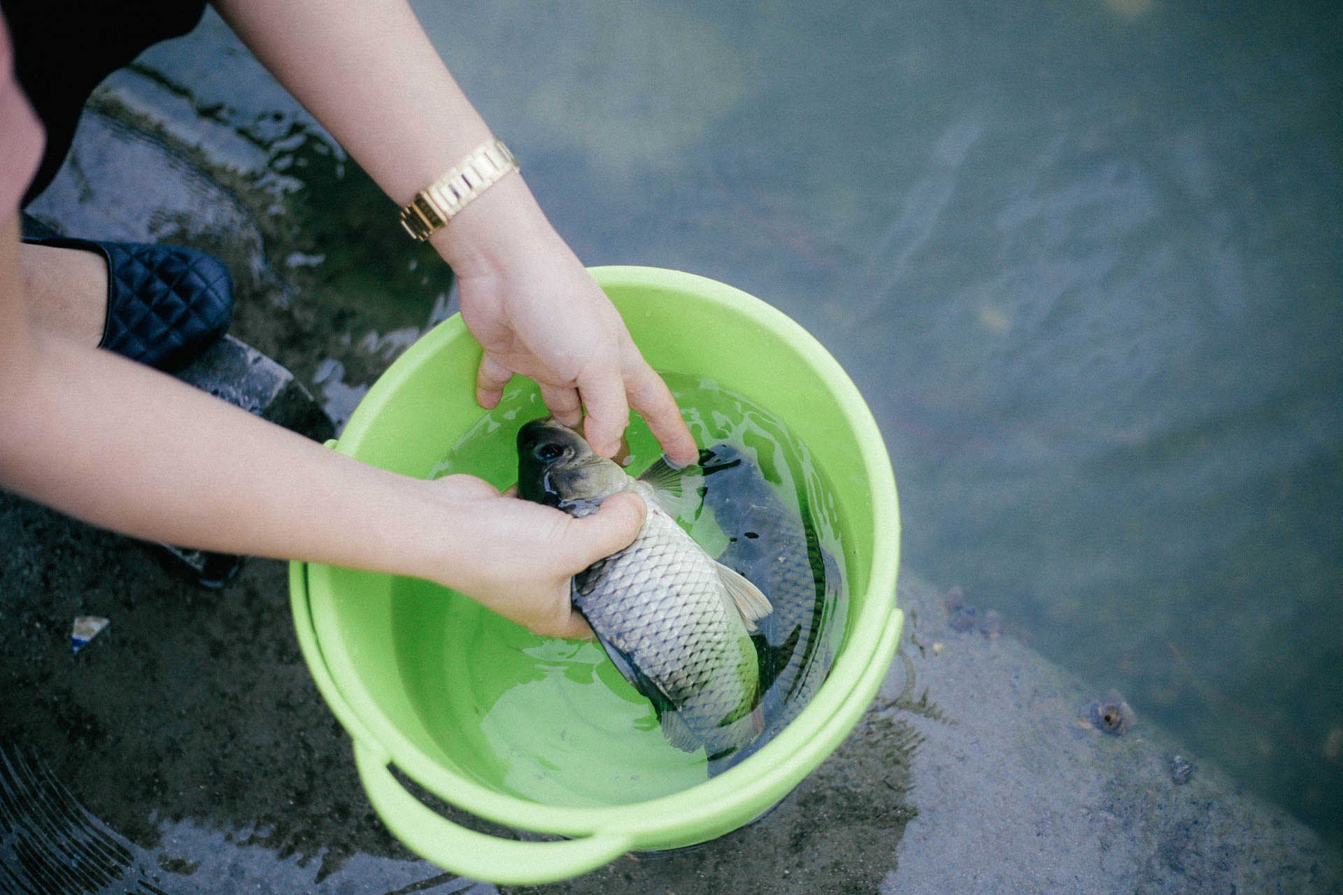 thả cá chép ngày ông Táo ảnh 4 tha ca chep ngay ong Tao anh 4
